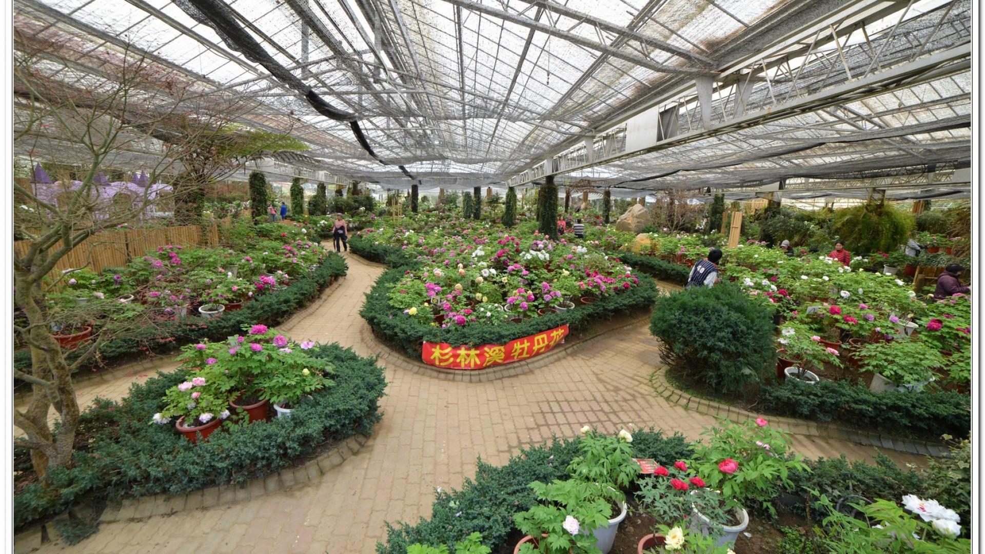 2014杉林溪牡丹花、鬱金香花季