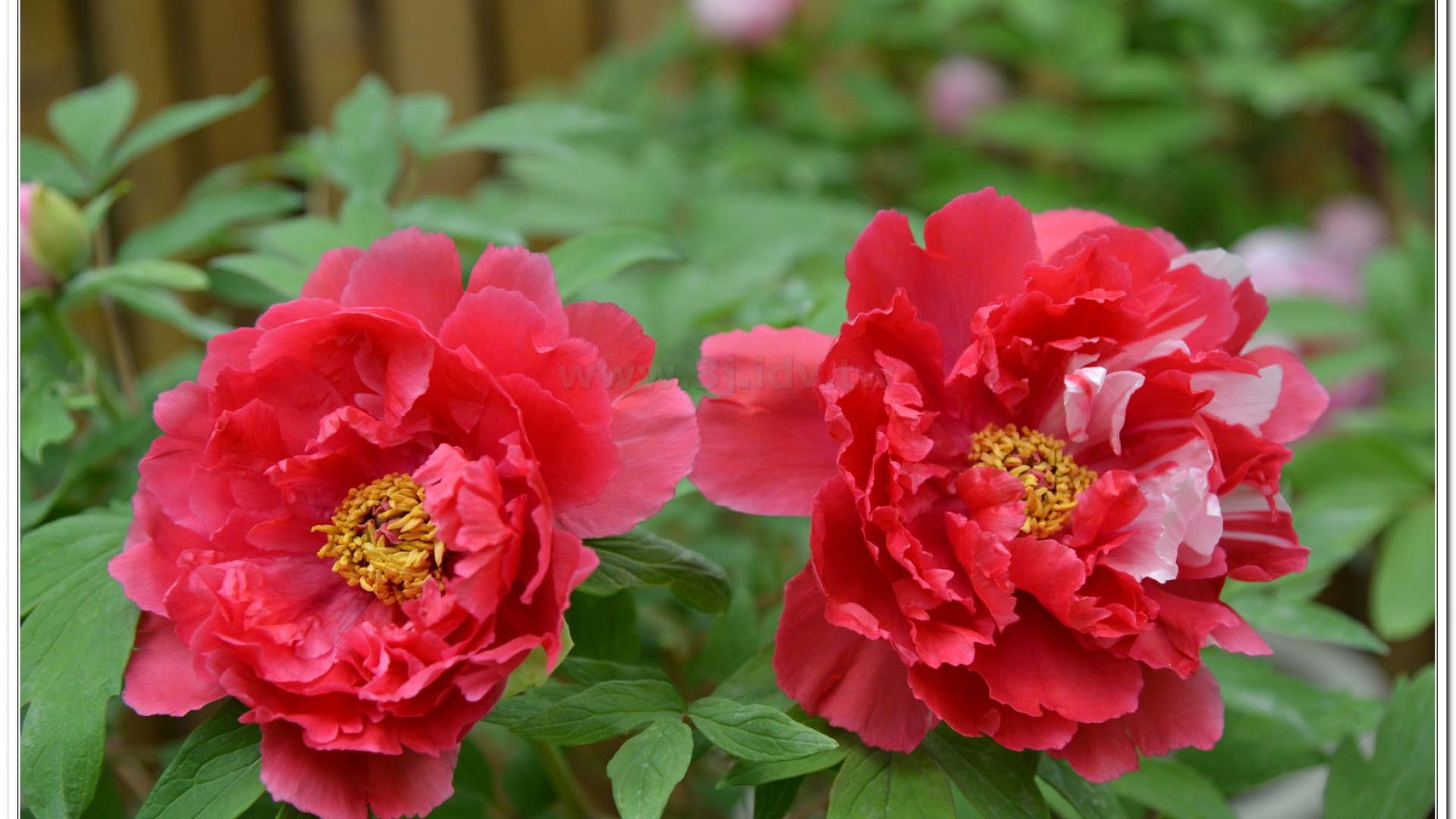2014杉林溪牡丹花、鬱金香花季