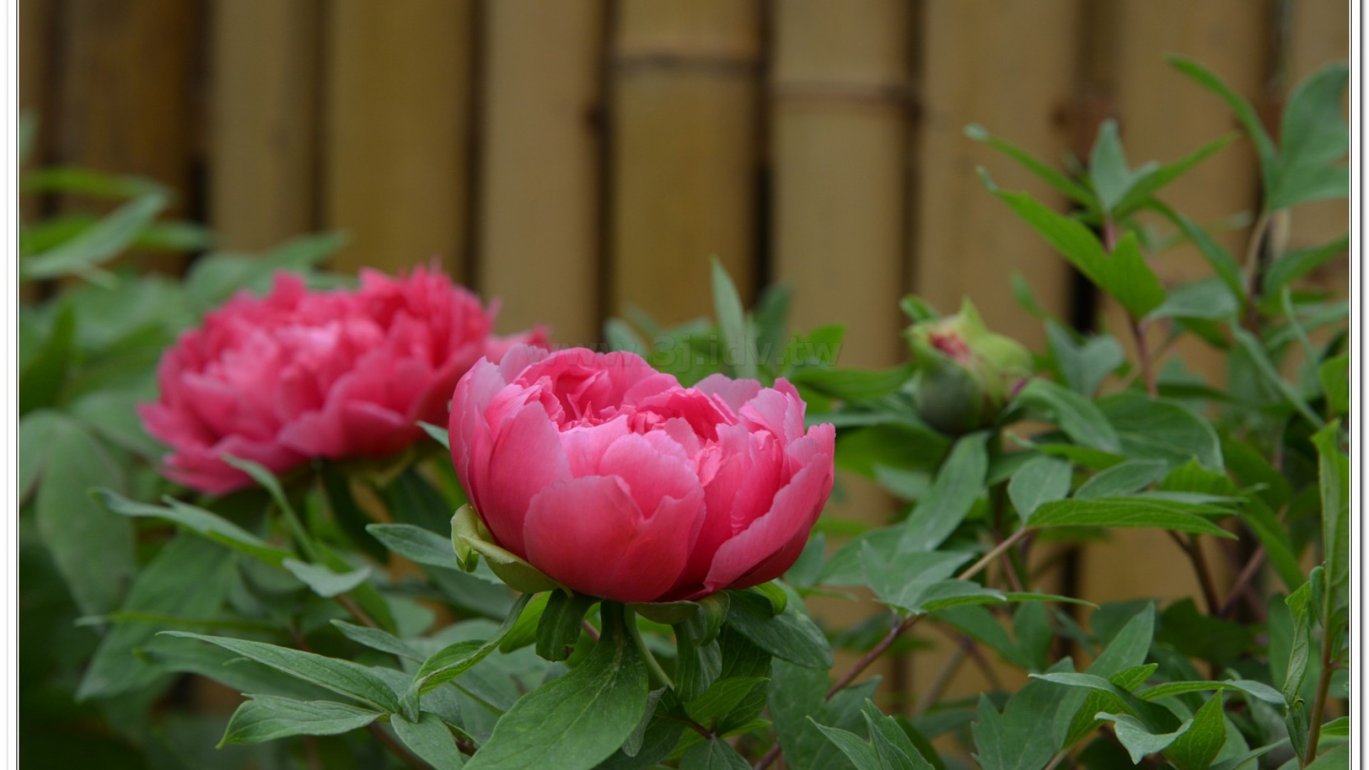 2014杉林溪牡丹花、鬱金香花季