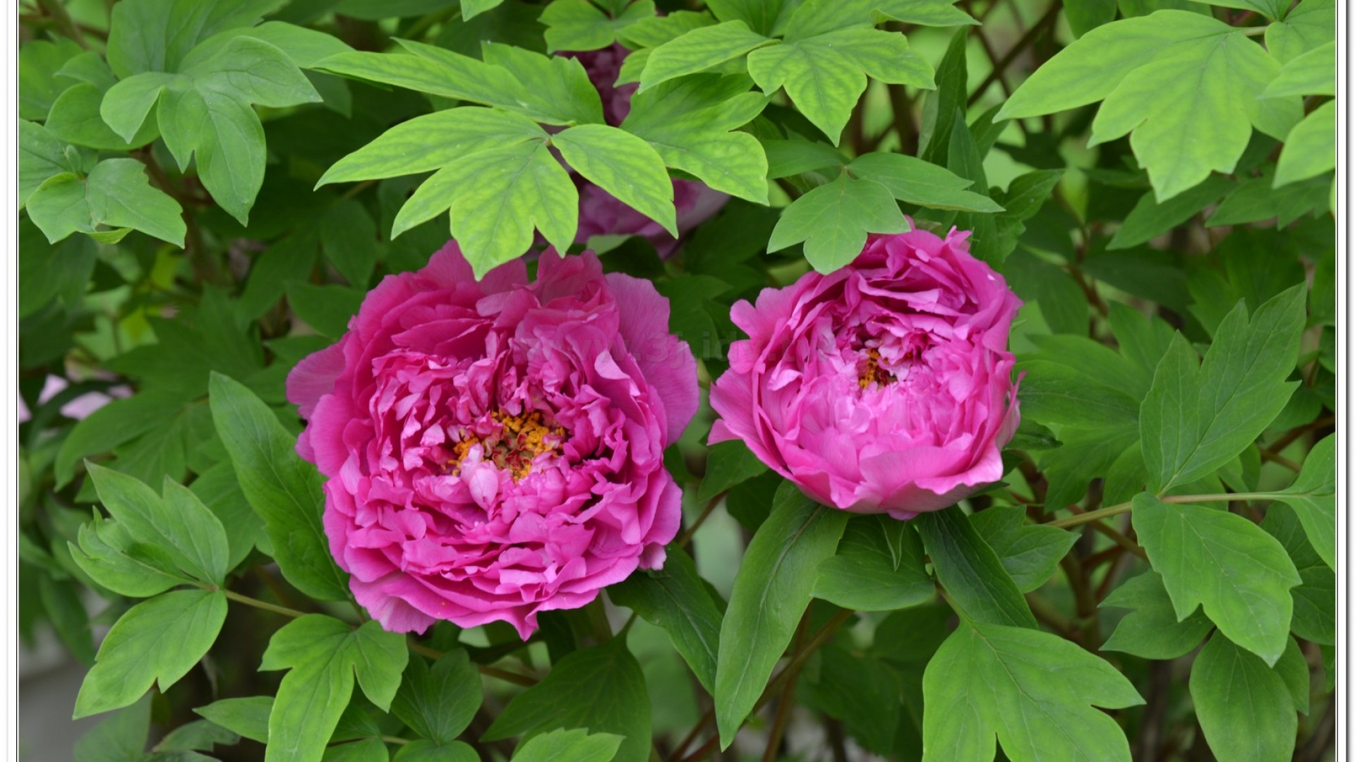 2014杉林溪牡丹花、鬱金香花季