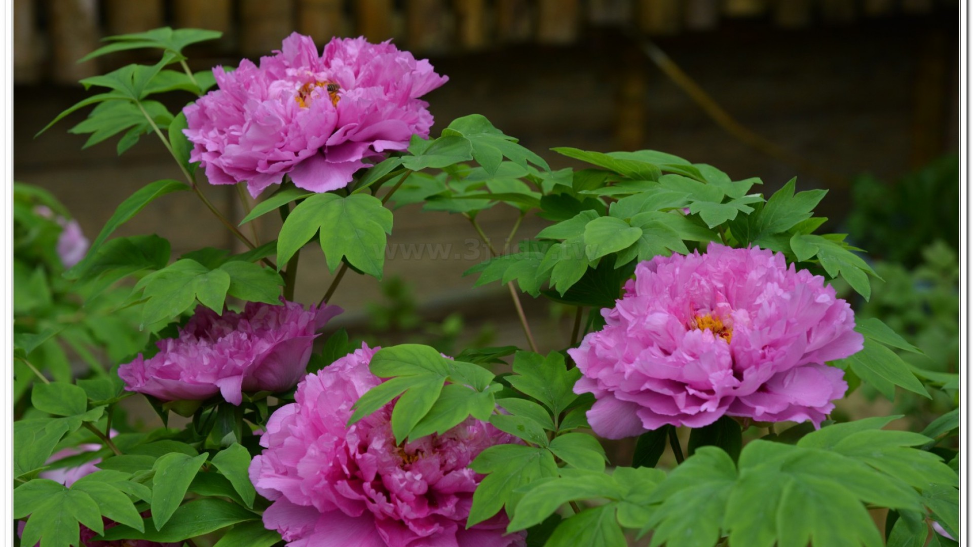 2014杉林溪牡丹花、鬱金香花季