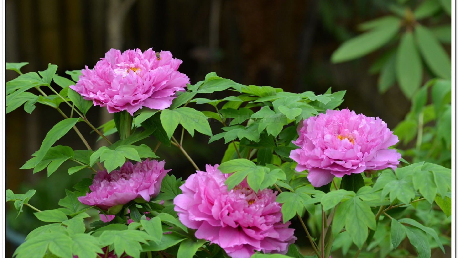 2014杉林溪牡丹花、鬱金香花季
