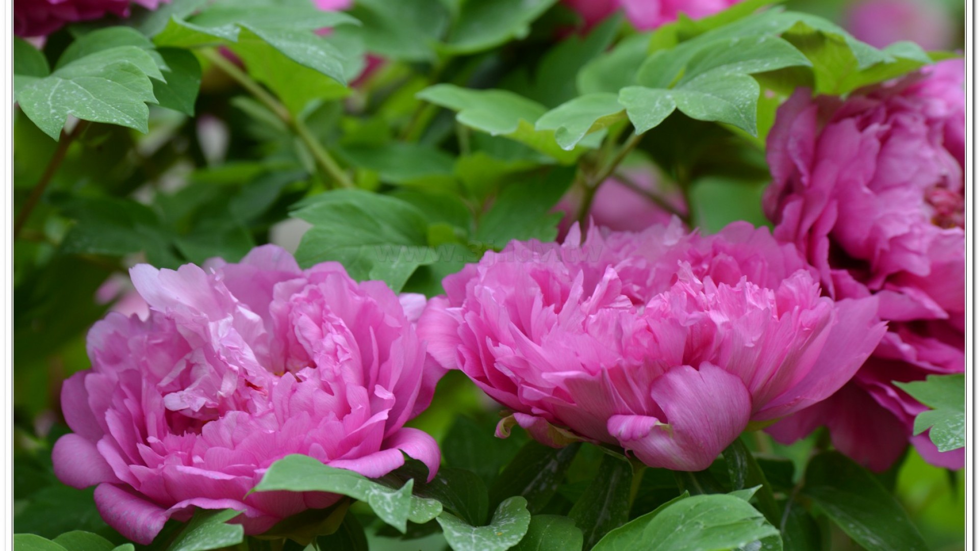 2014杉林溪牡丹花、鬱金香花季