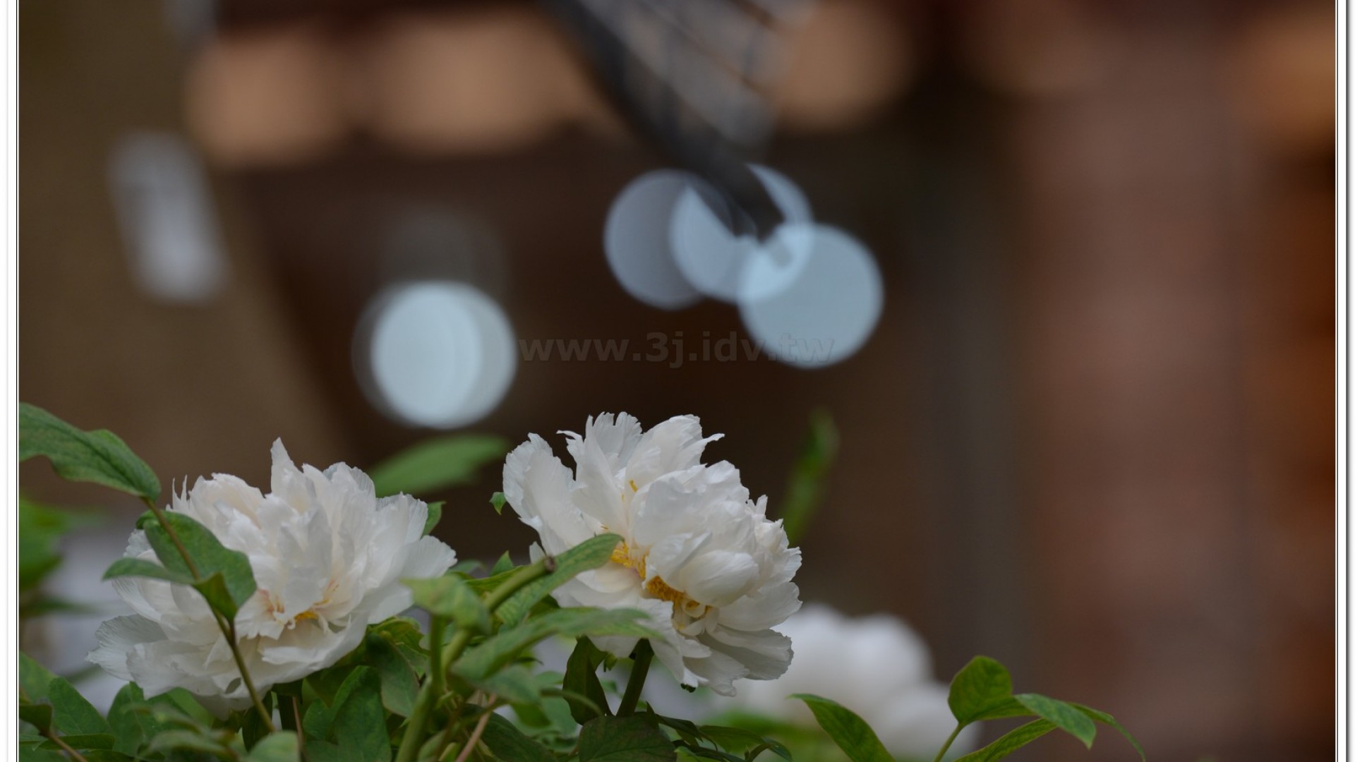 2014杉林溪牡丹花、鬱金香花季