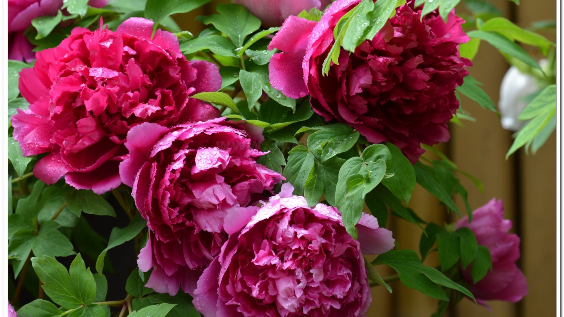 2014杉林溪牡丹花、鬱金香花季