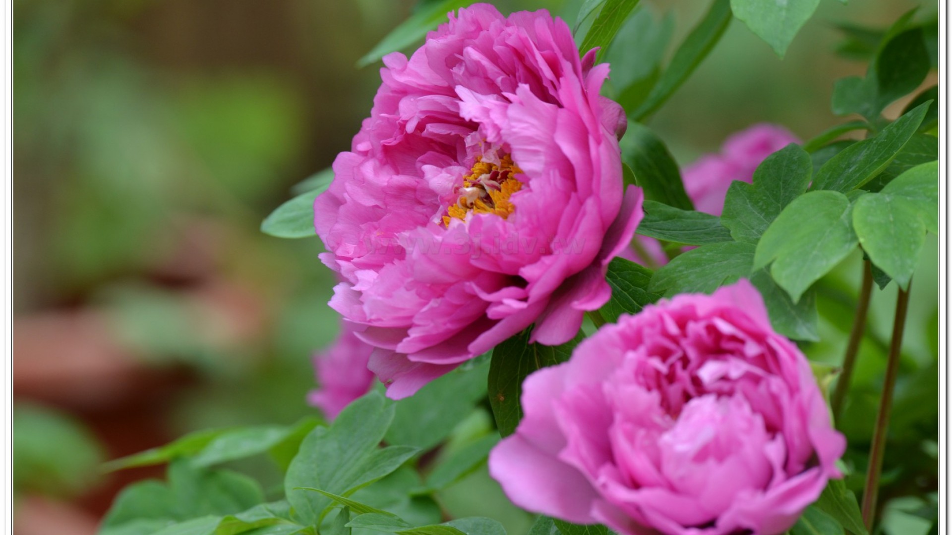 2014杉林溪牡丹花、鬱金香花季