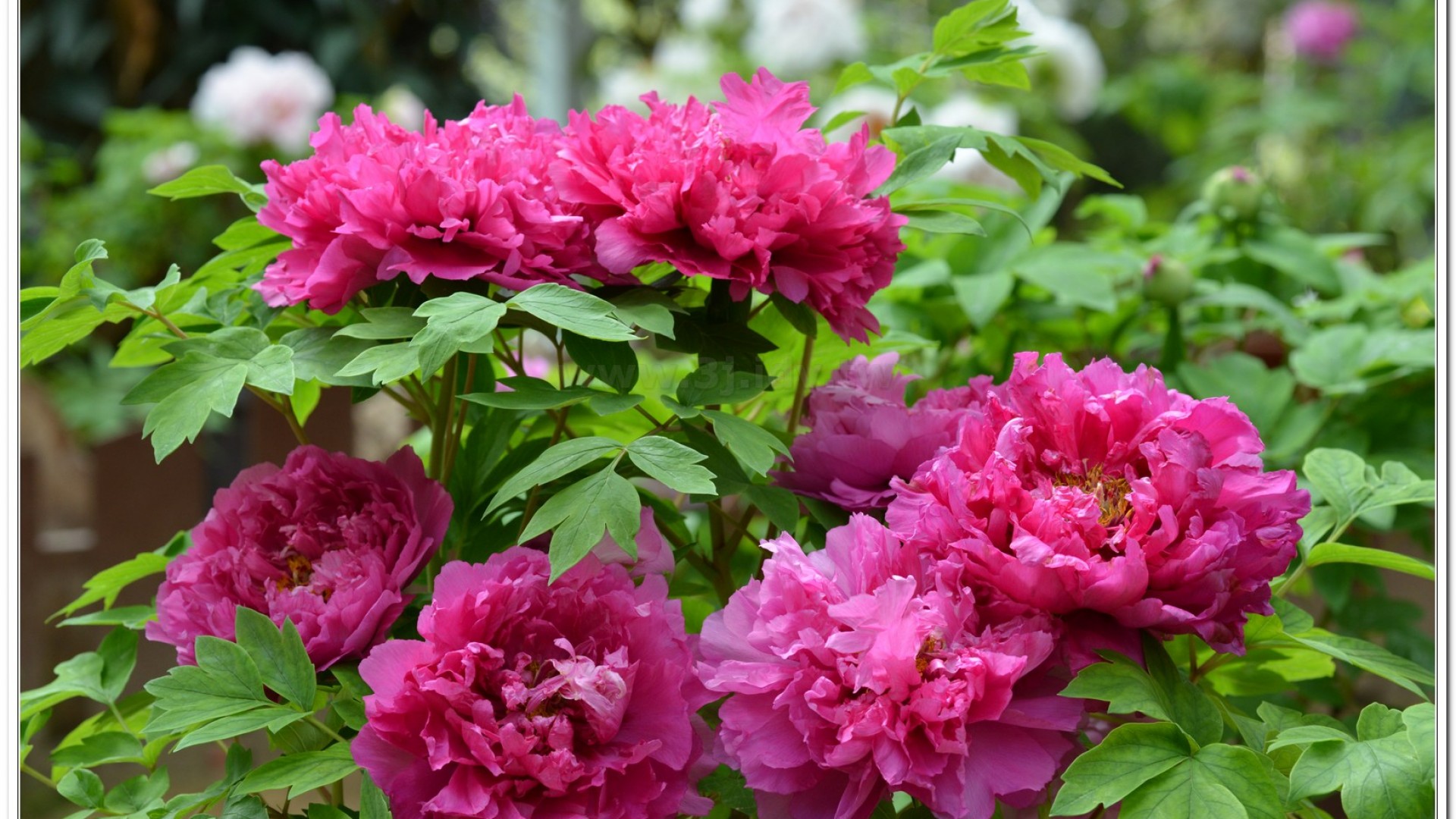 2014杉林溪牡丹花、鬱金香花季