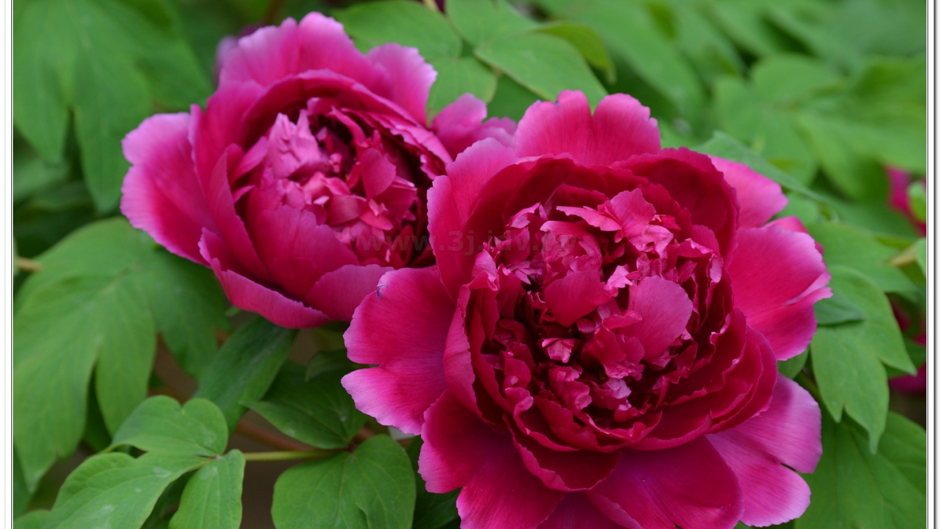 2014杉林溪牡丹花、鬱金香花季