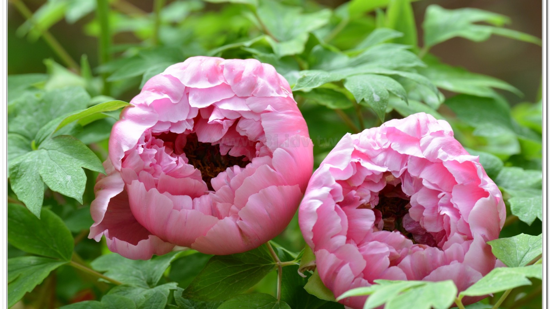 2014杉林溪牡丹花、鬱金香花季