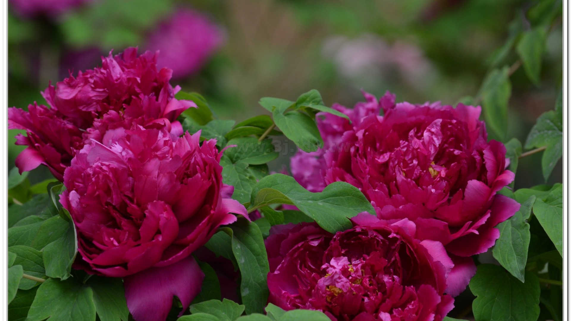 2014杉林溪牡丹花、鬱金香花季