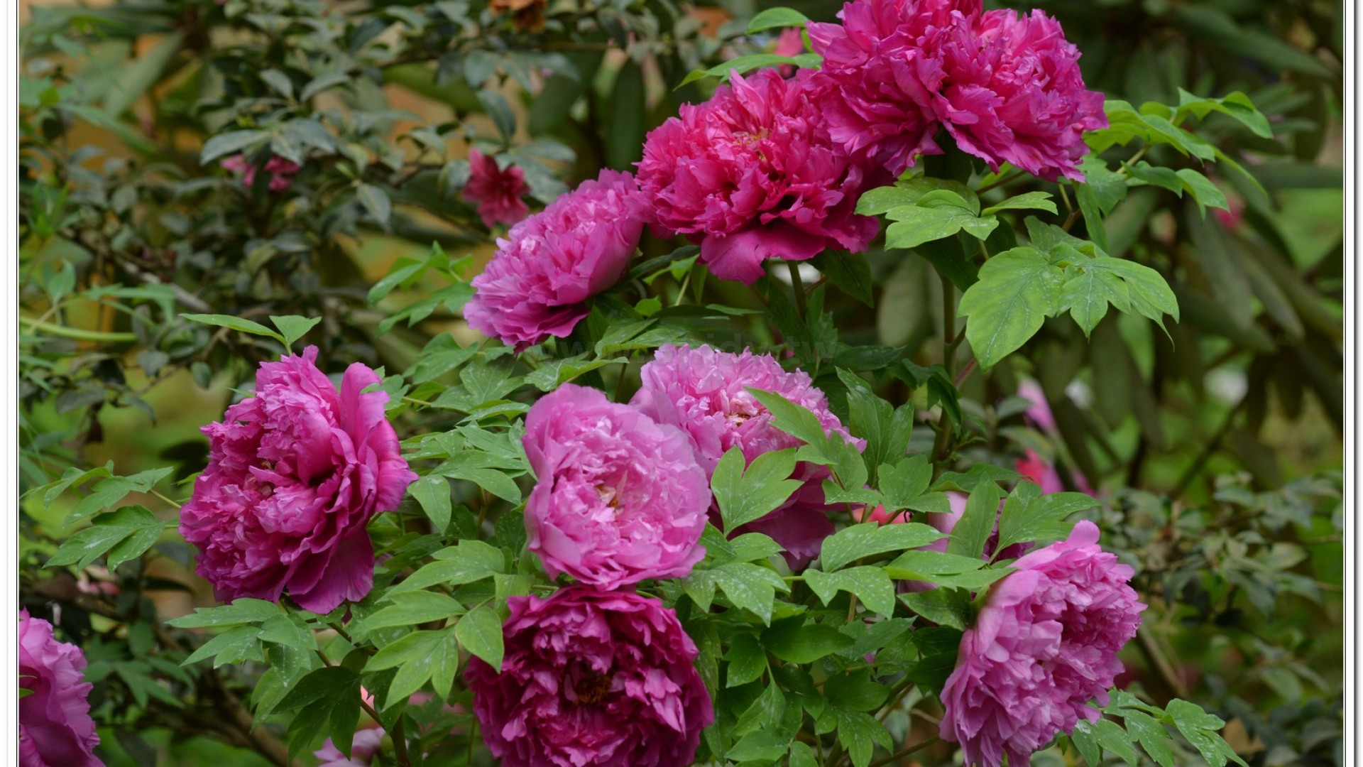 2014杉林溪牡丹花、鬱金香花季
