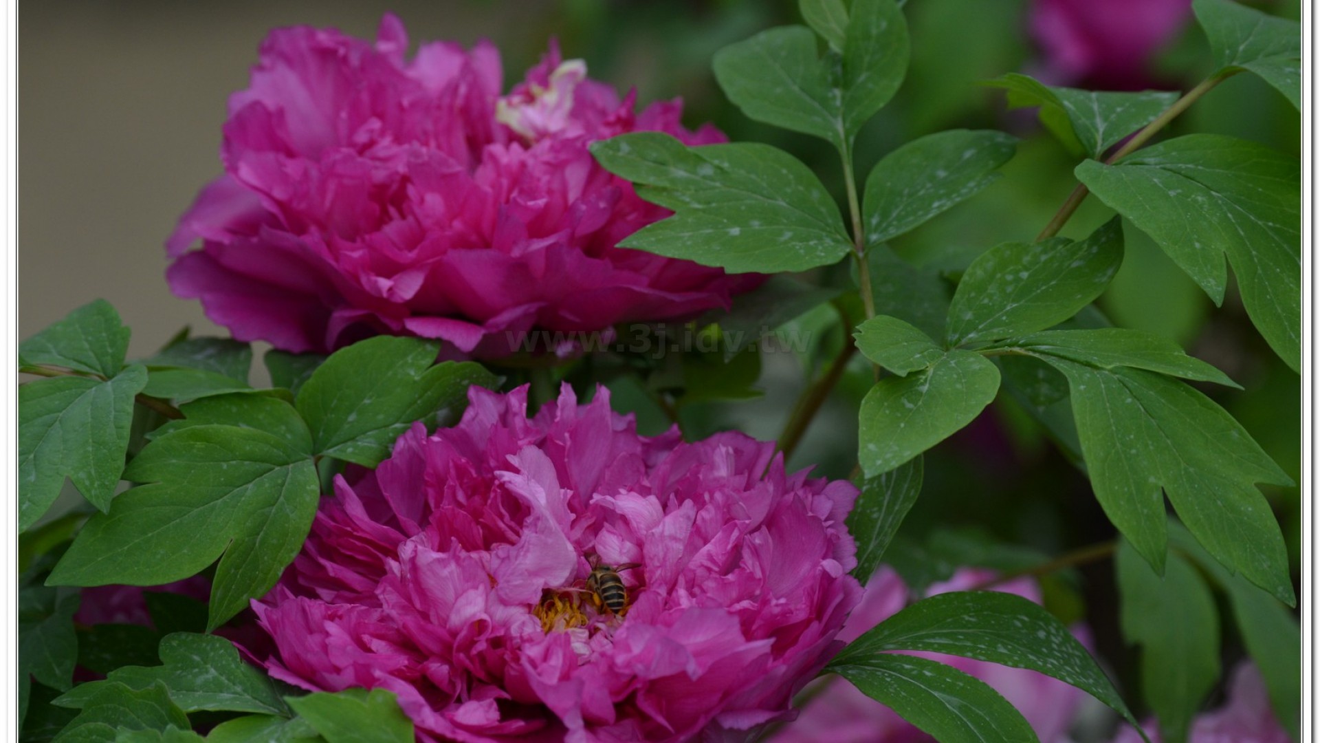 2014杉林溪牡丹花、鬱金香花季