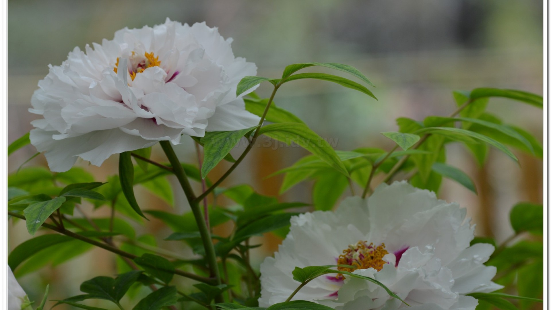 2014杉林溪牡丹花、鬱金香花季