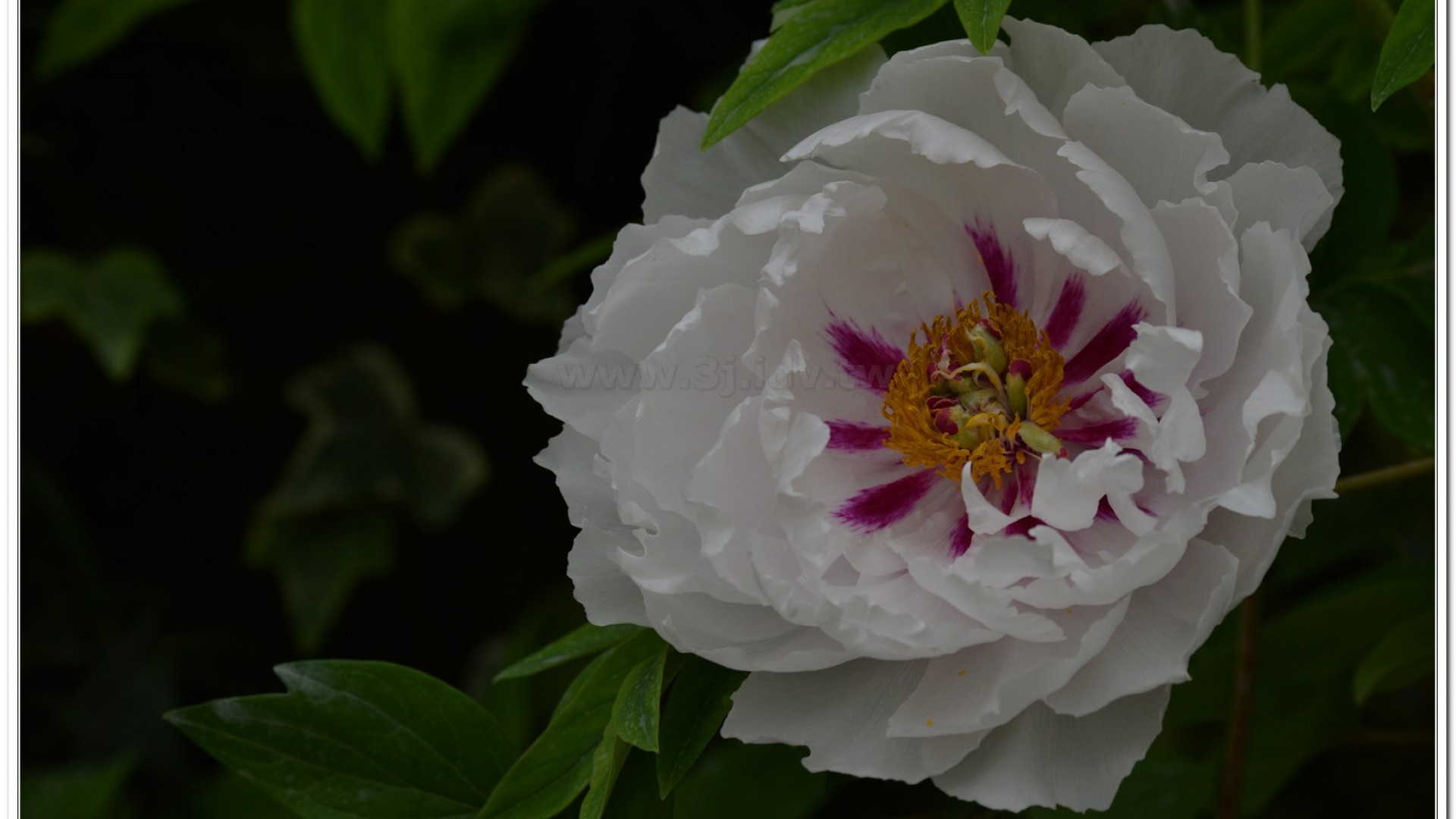 2014杉林溪牡丹花、鬱金香花季