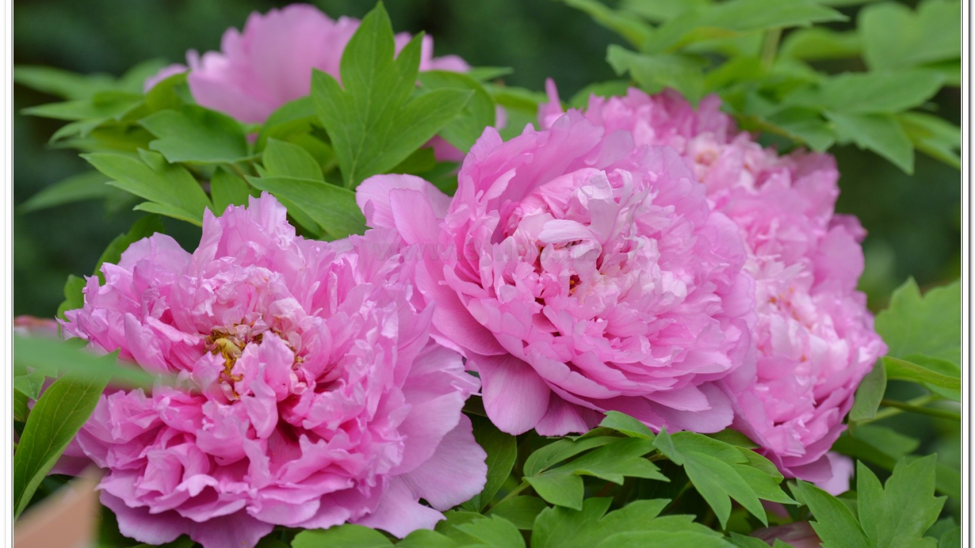 2014杉林溪牡丹花、鬱金香花季