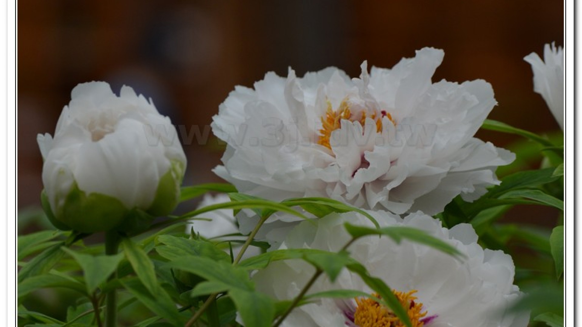 2014杉林溪牡丹花、鬱金香花季