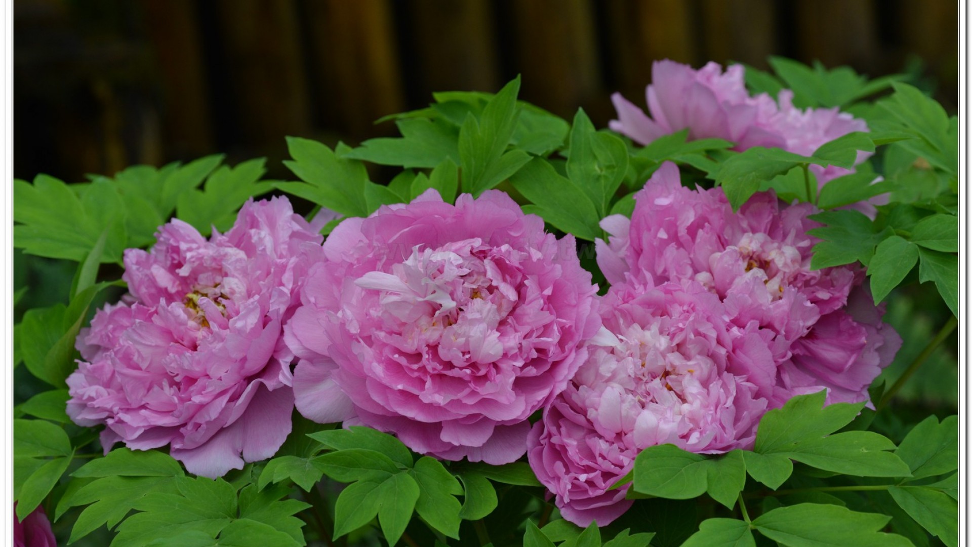 2014杉林溪牡丹花、鬱金香花季