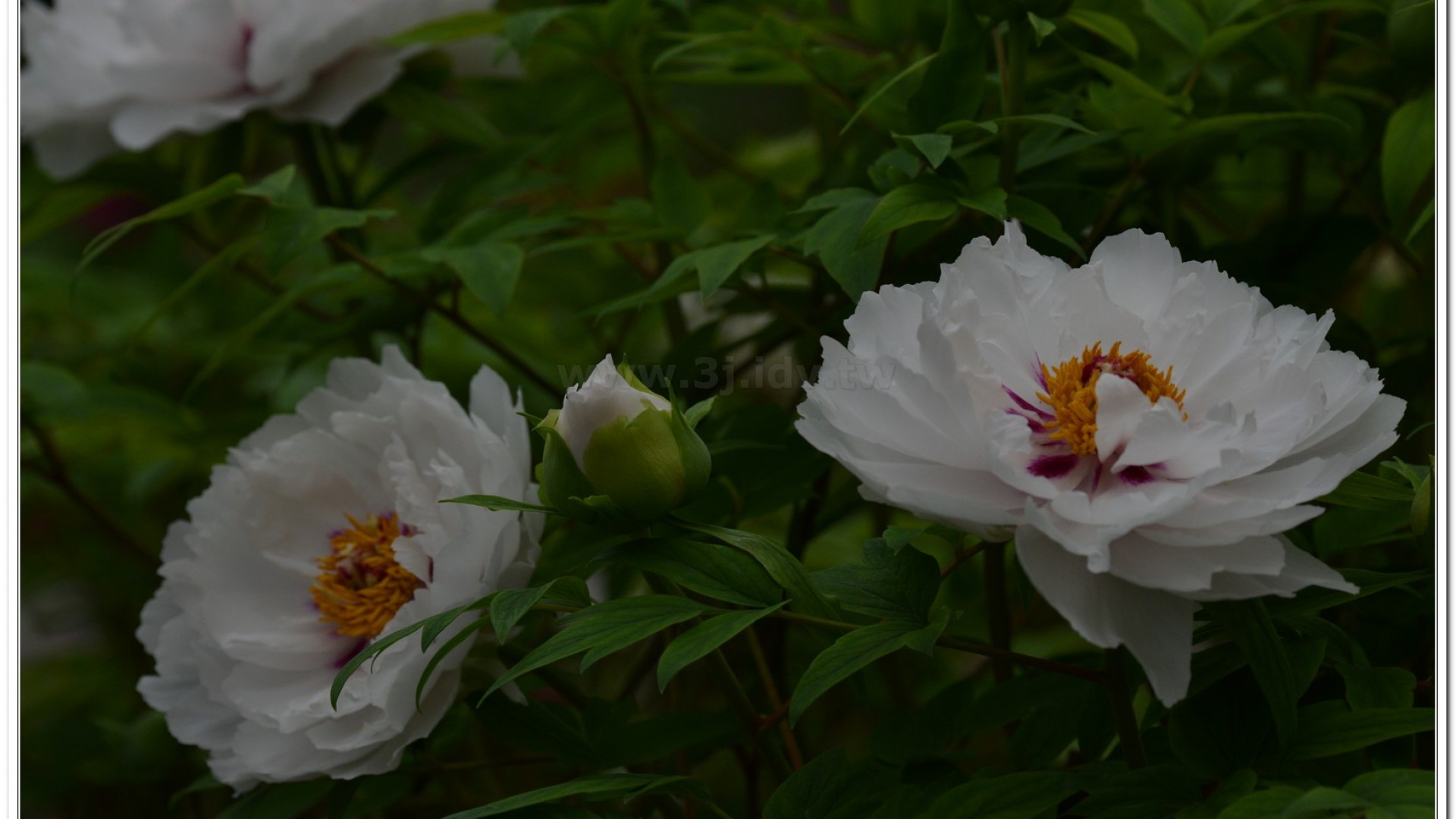 2014杉林溪牡丹花、鬱金香花季