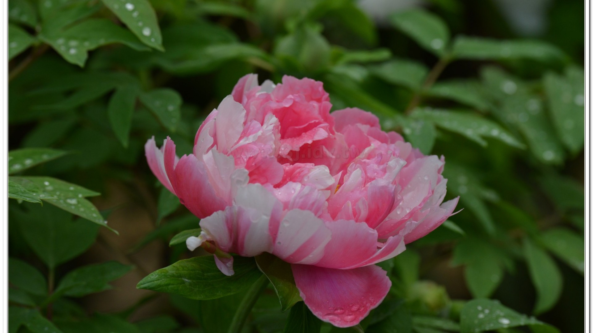 2014杉林溪牡丹花、鬱金香花季