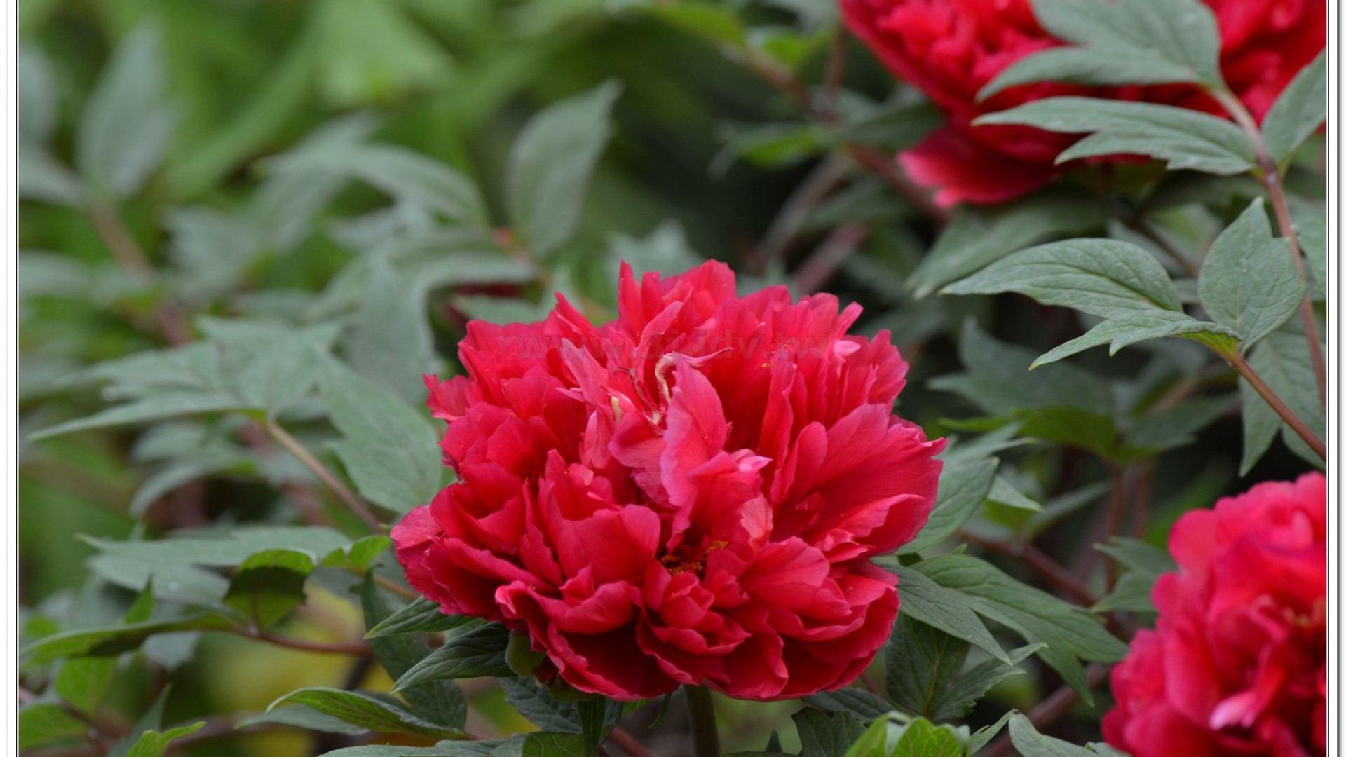 2014杉林溪牡丹花、鬱金香花季