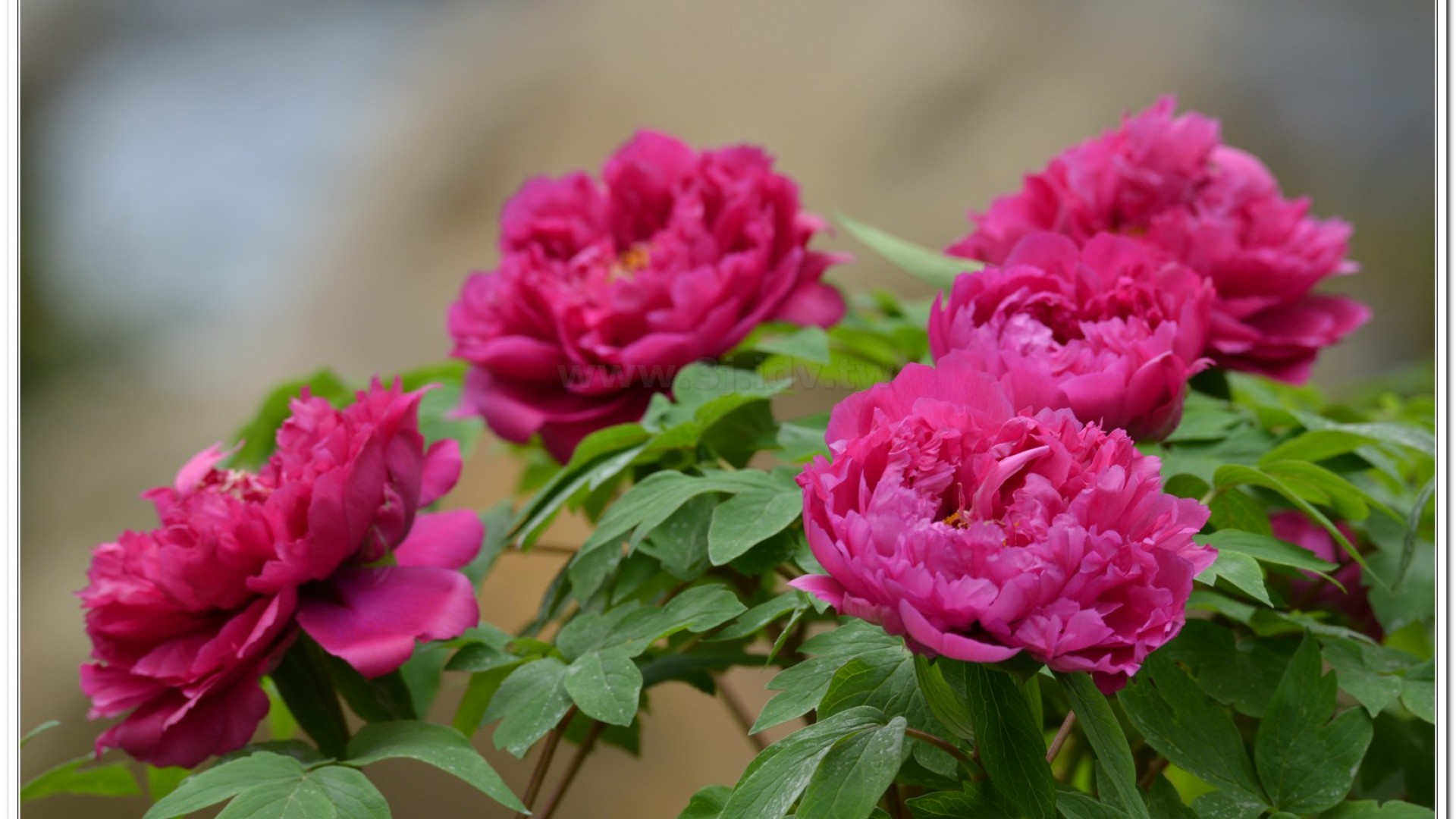2014杉林溪牡丹花、鬱金香花季