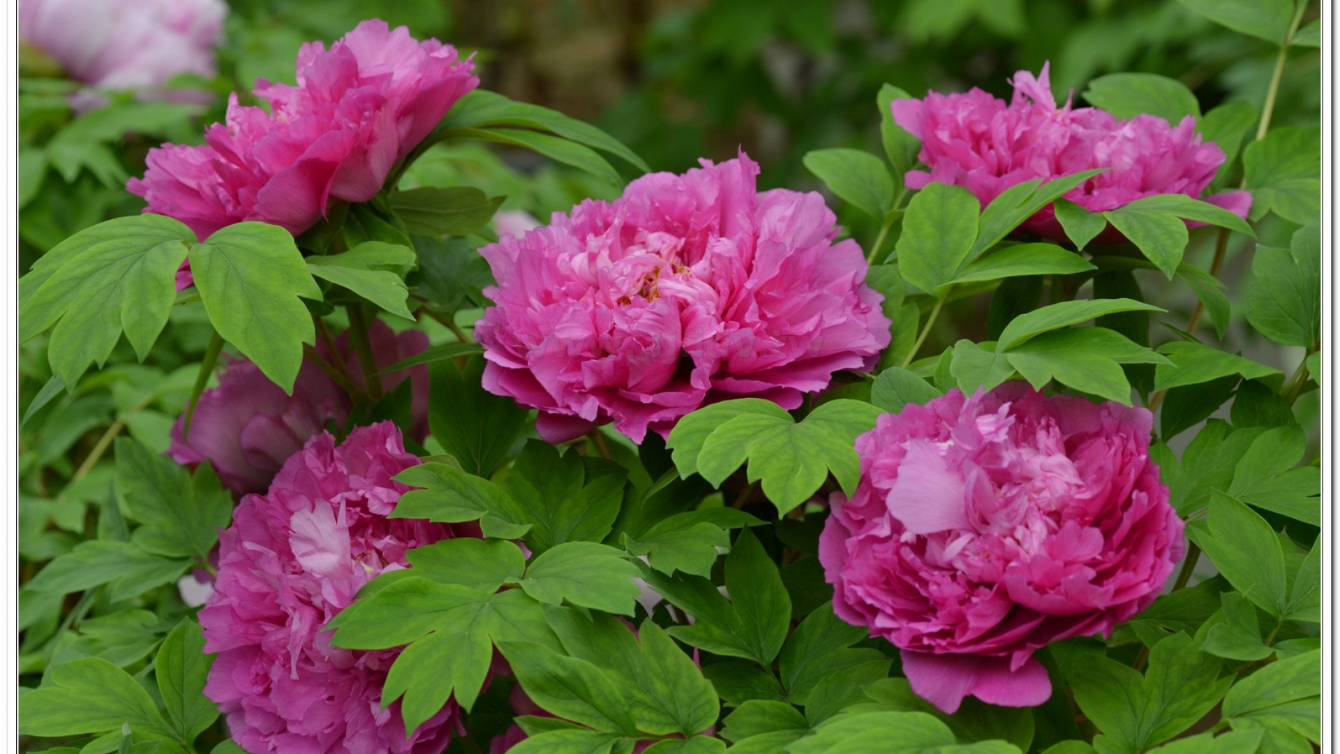 2014杉林溪牡丹花、鬱金香花季
