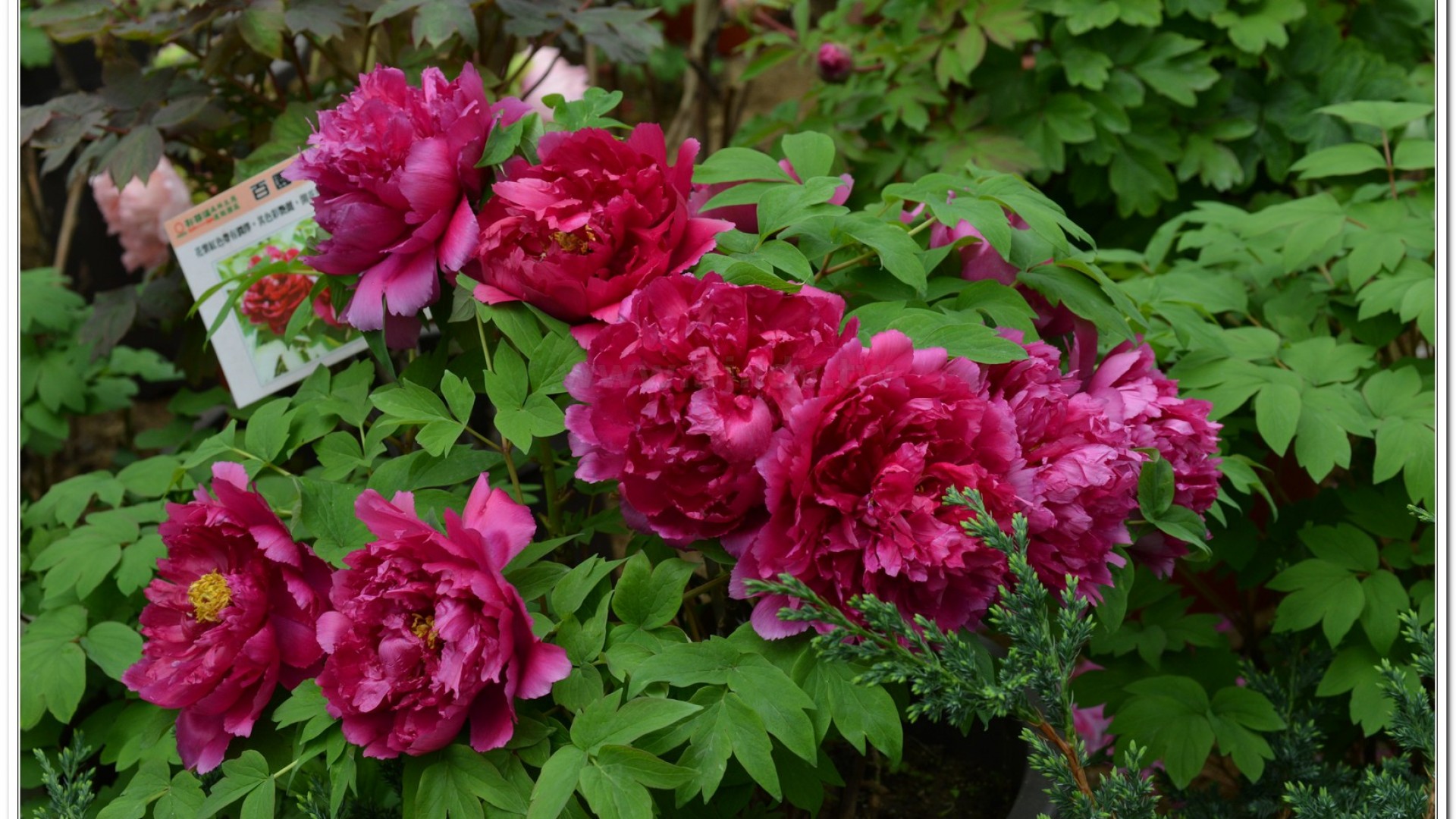 2014杉林溪牡丹花、鬱金香花季