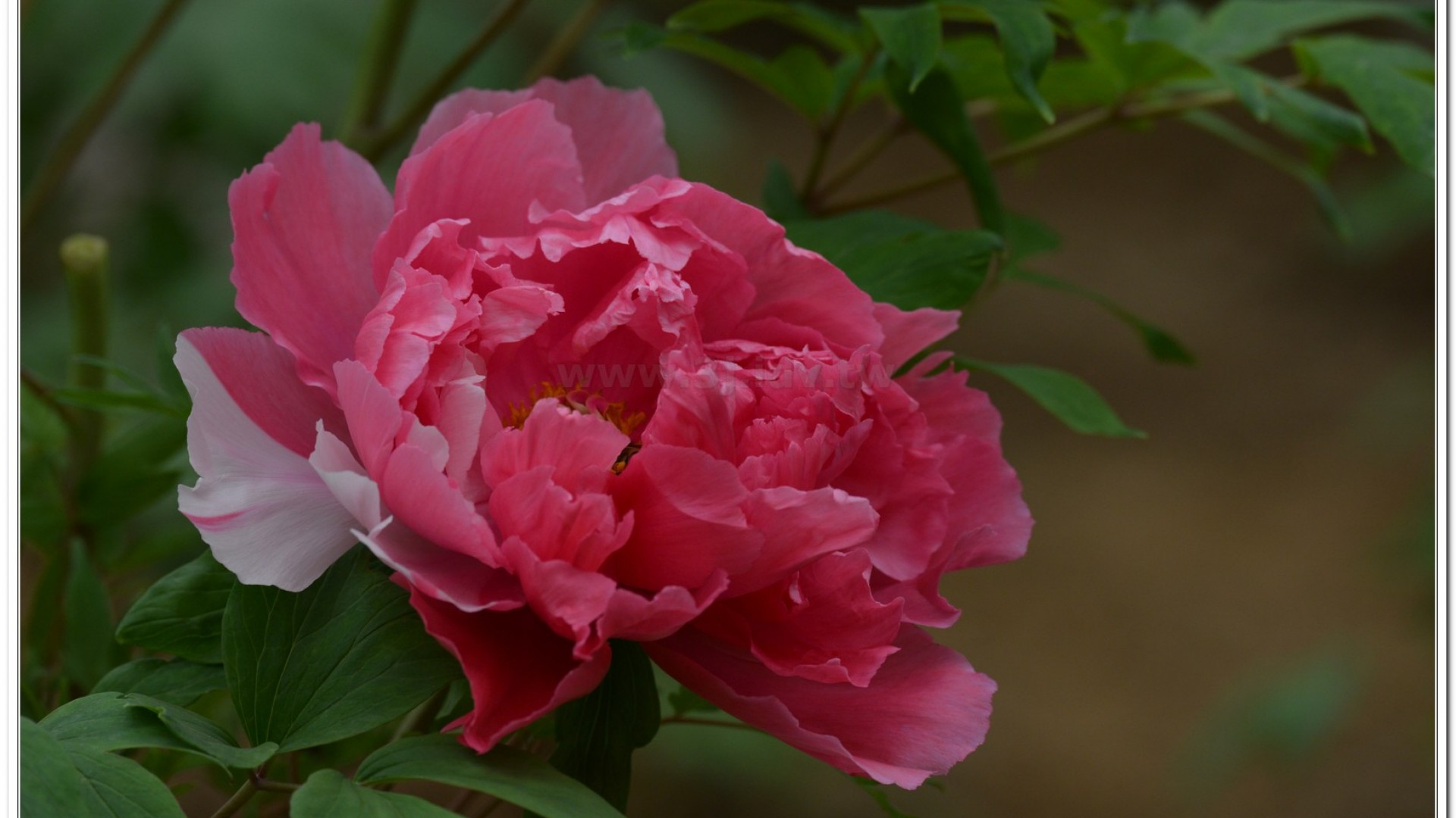 2014杉林溪牡丹花、鬱金香花季