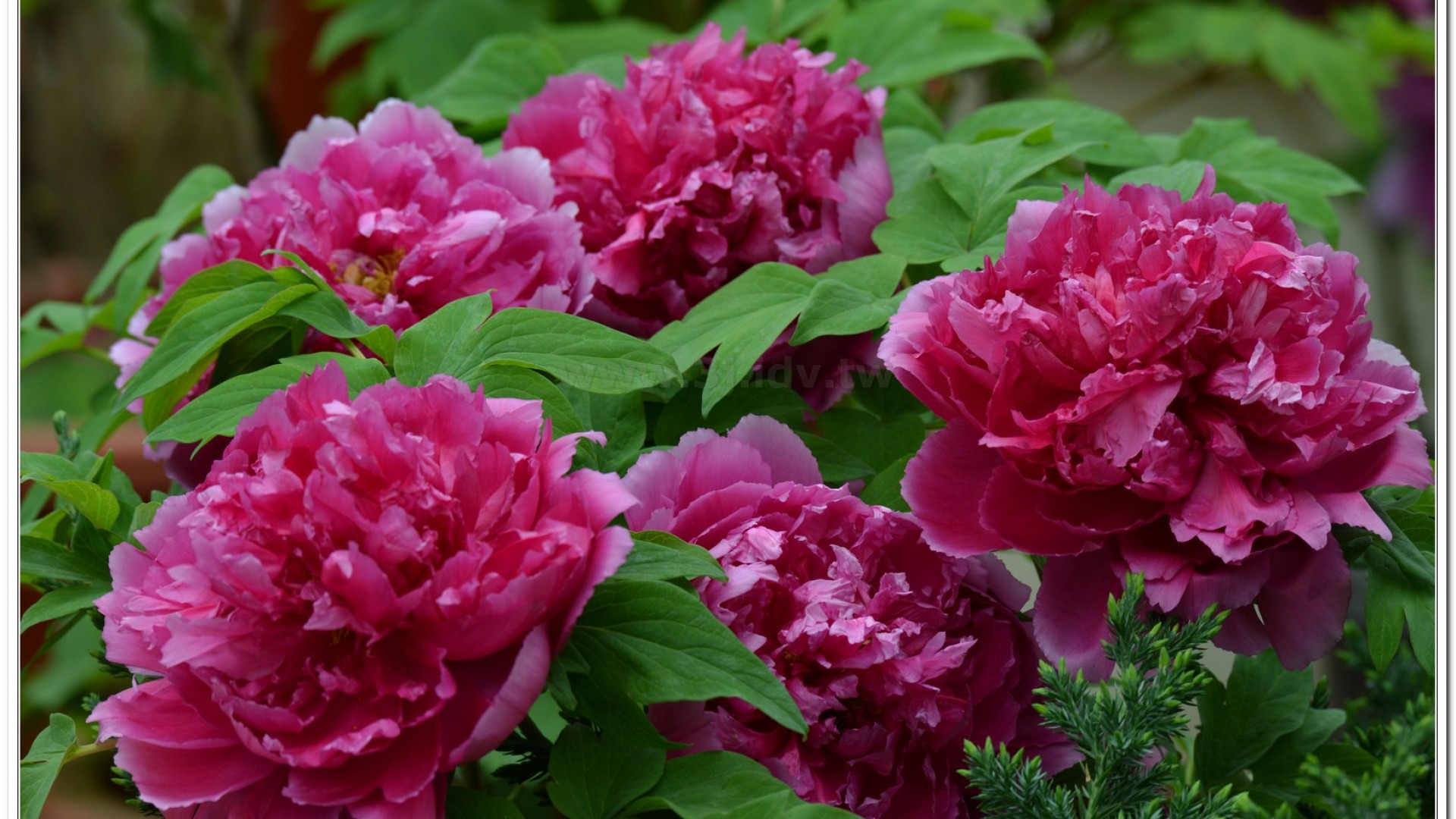 2014杉林溪牡丹花、鬱金香花季