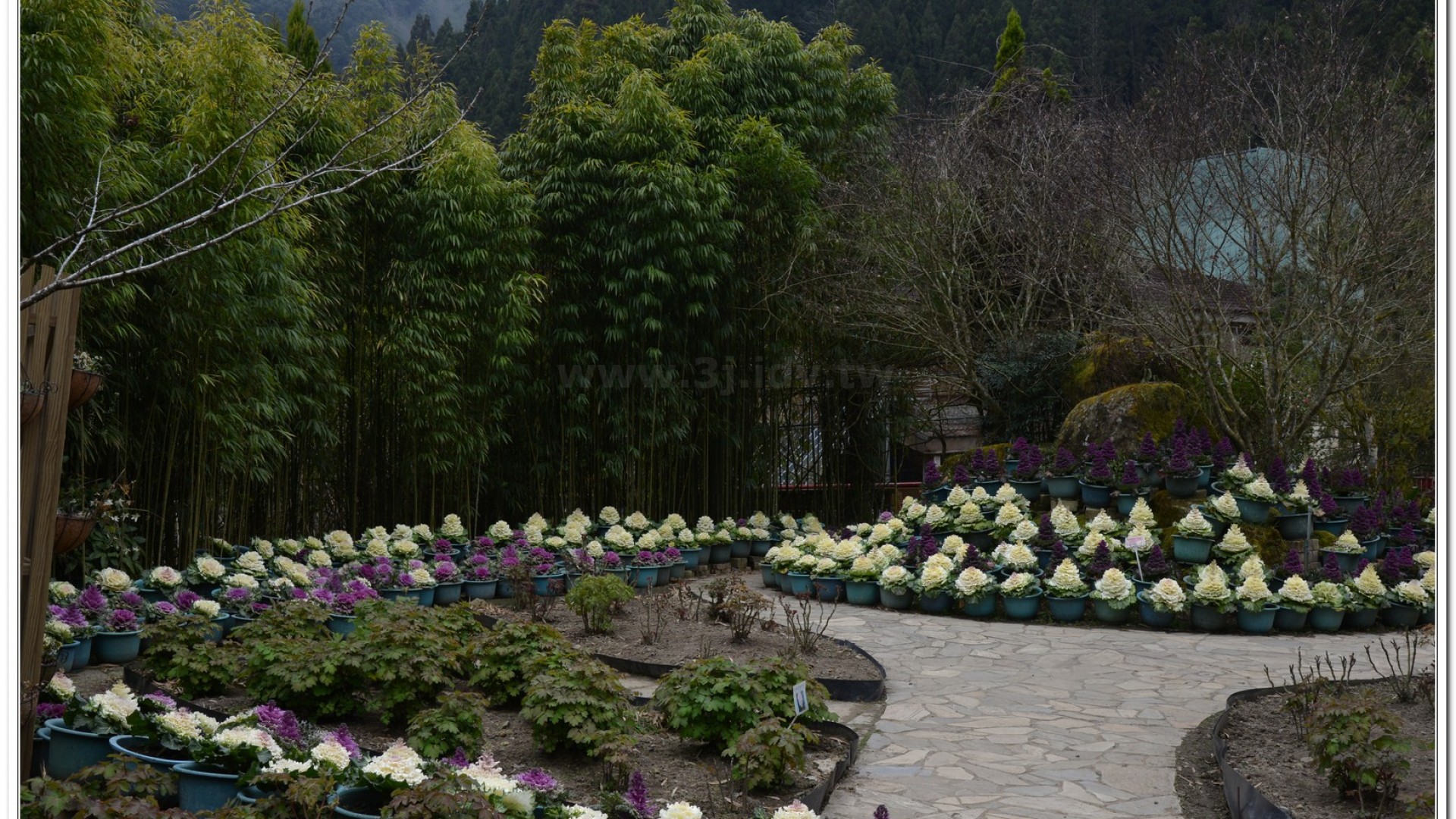 2014杉林溪牡丹花、鬱金香花季