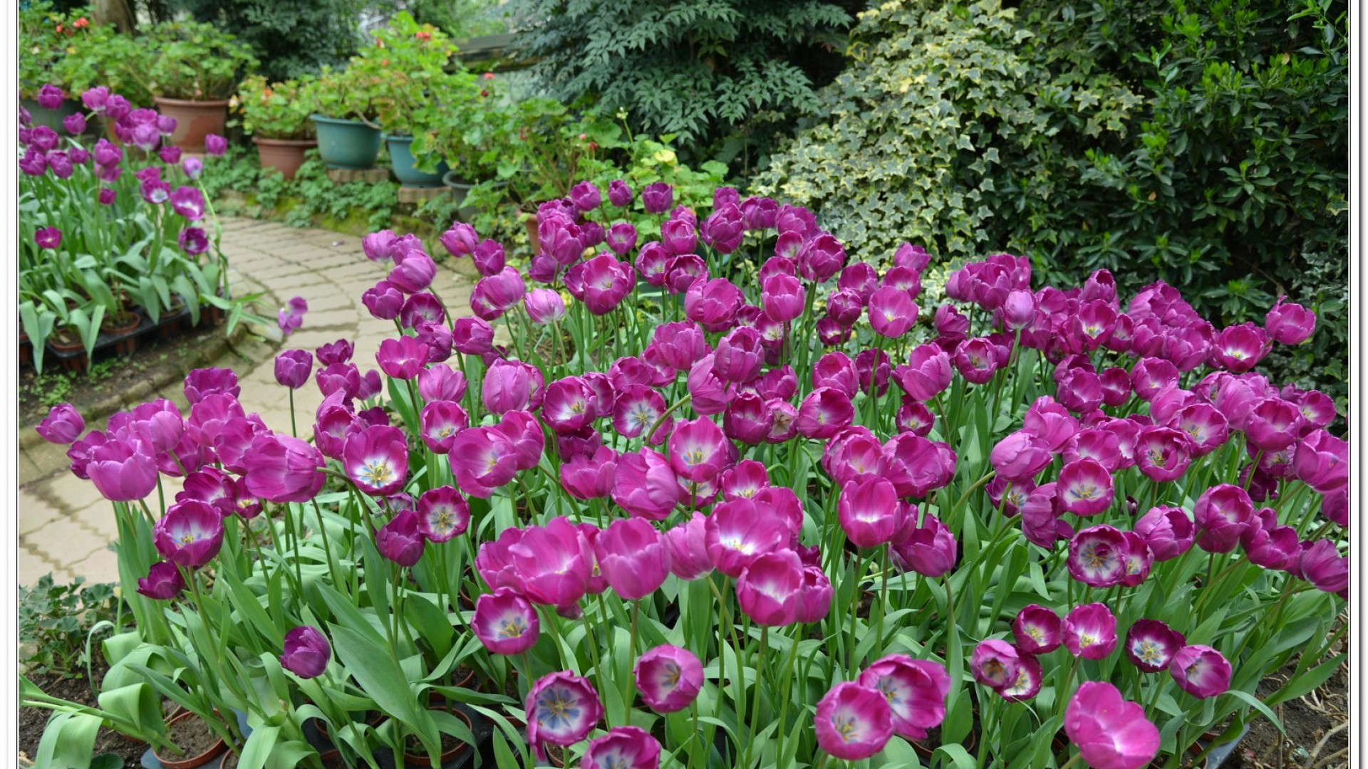 2014杉林溪牡丹花、鬱金香花季