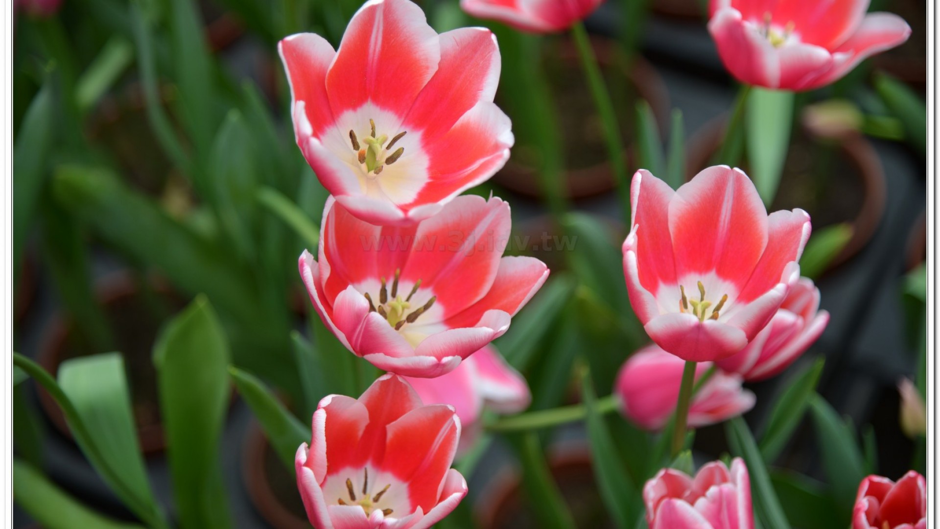 2014杉林溪牡丹花、鬱金香花季