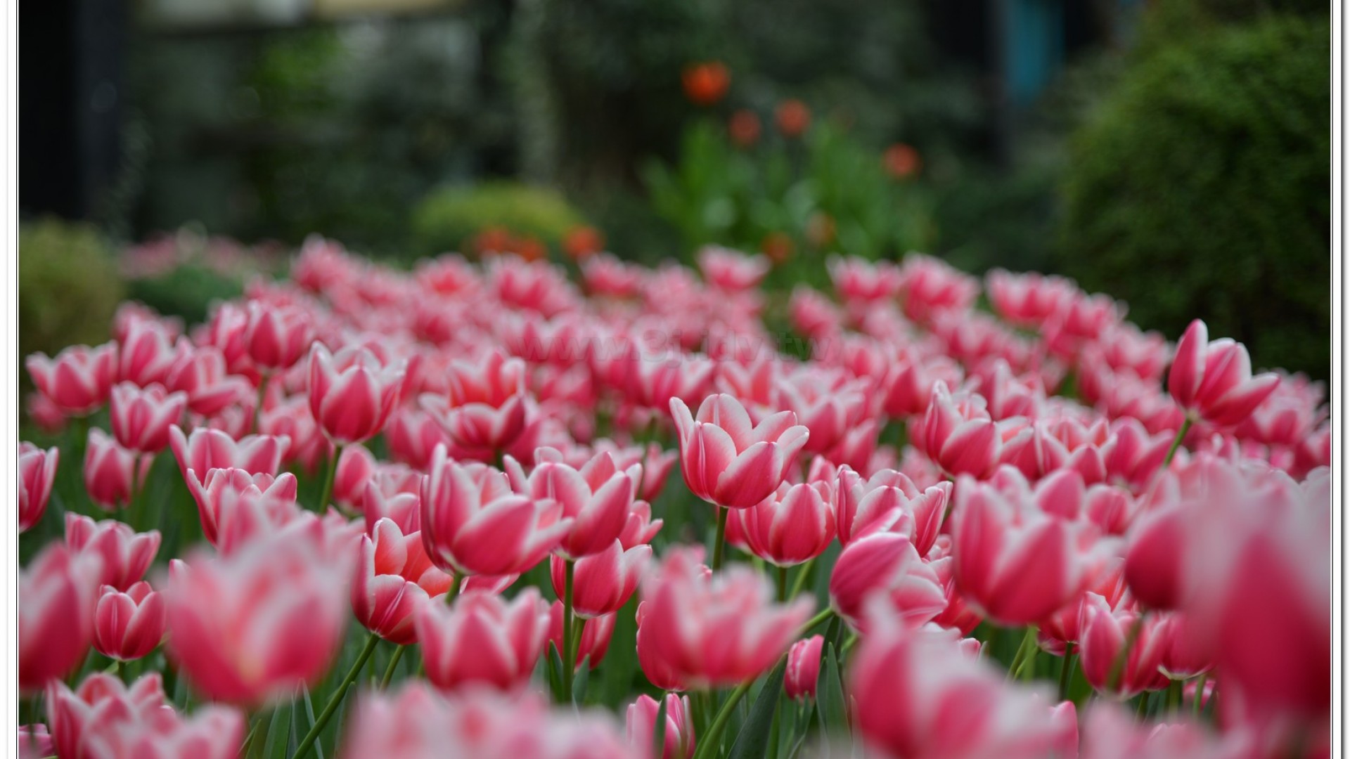2014杉林溪牡丹花、鬱金香花季