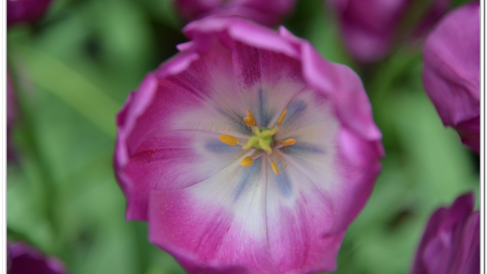 2014杉林溪牡丹花、鬱金香花季