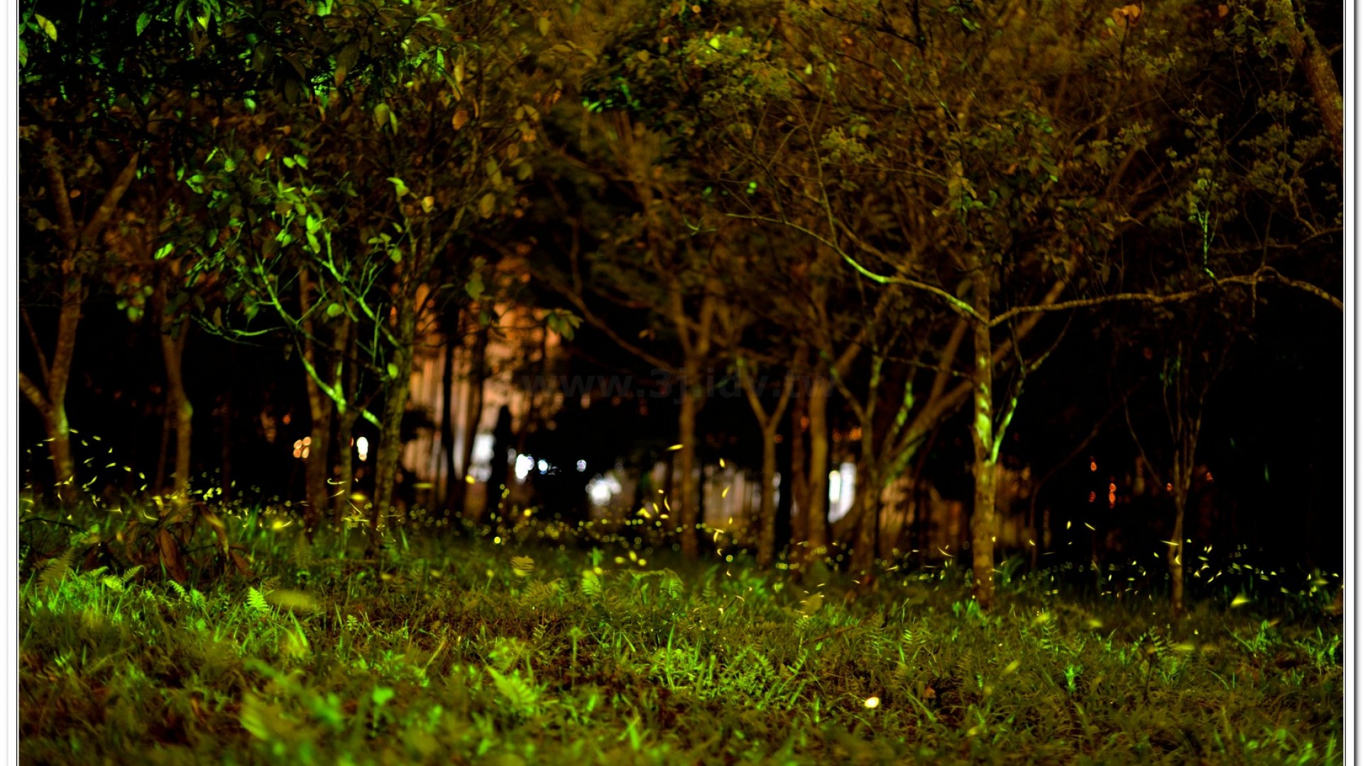 2014螢火蟲導覽現況