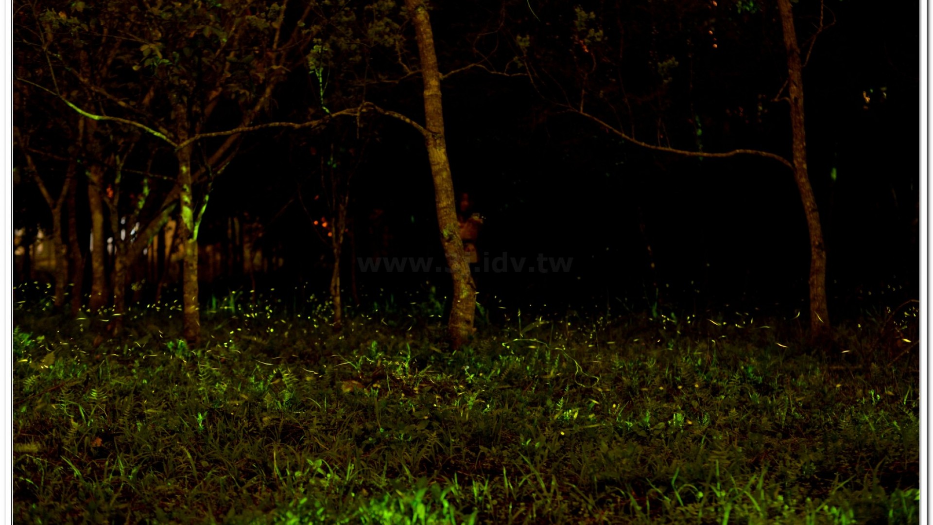 2014螢火蟲導覽現況