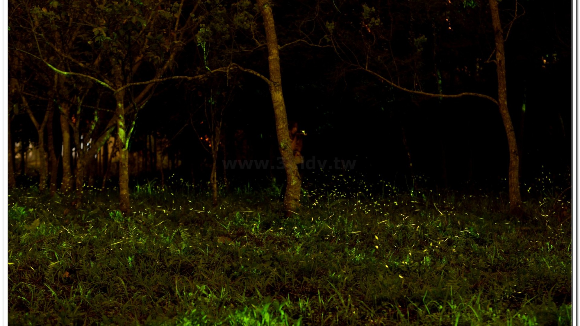 2014螢火蟲導覽現況