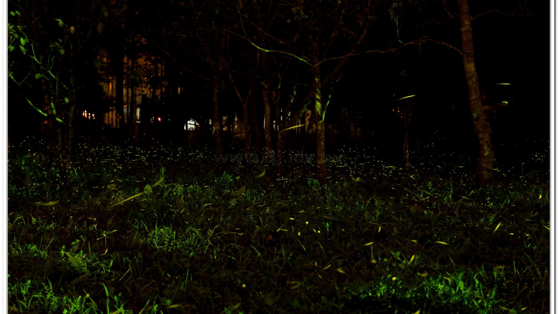 2014螢火蟲導覽現況