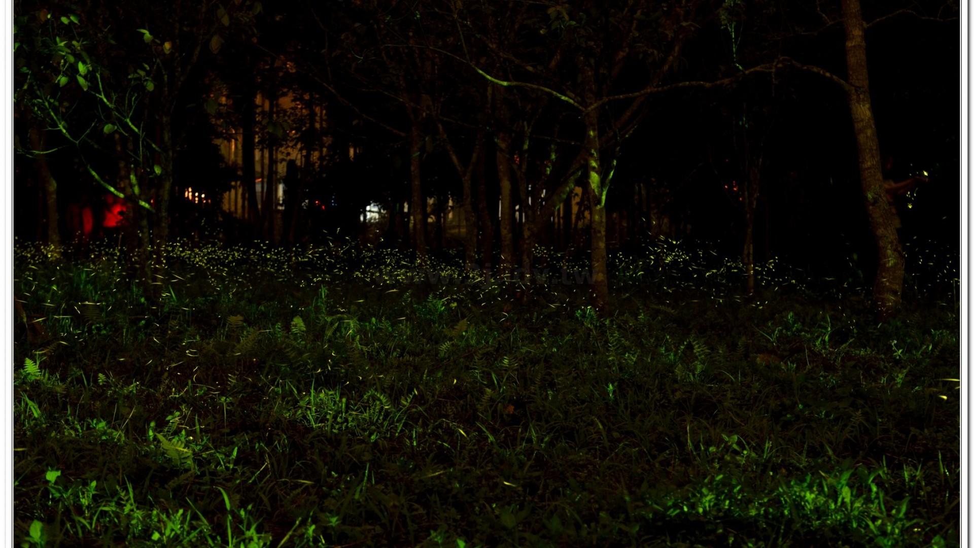 2014螢火蟲導覽現況