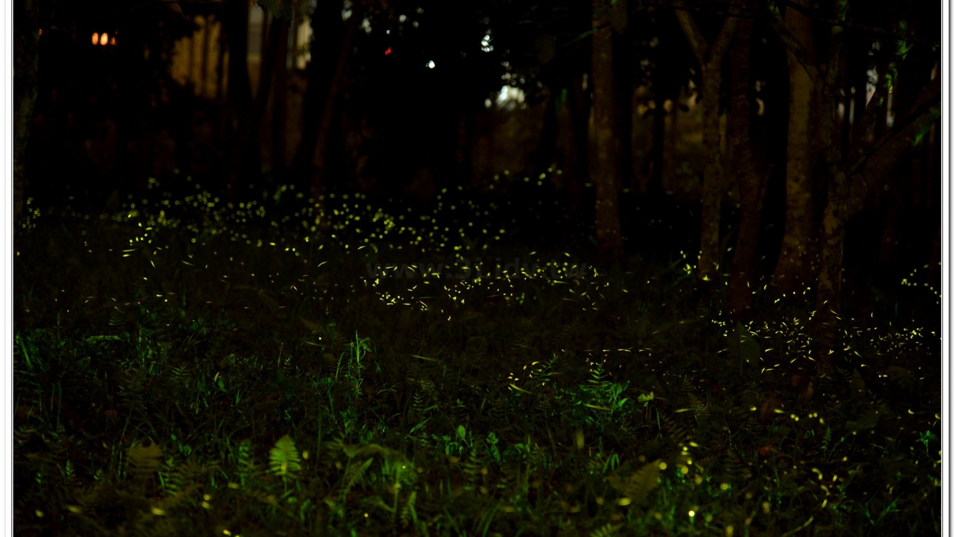 2014螢火蟲導覽現況