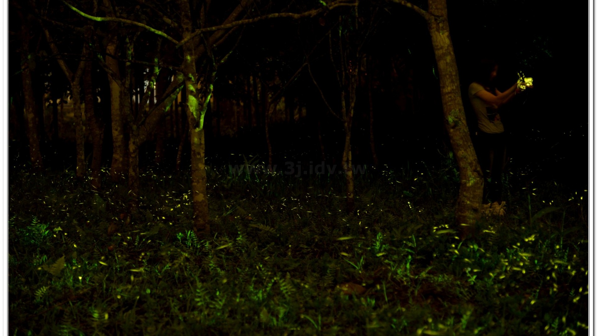 2014螢火蟲導覽現況