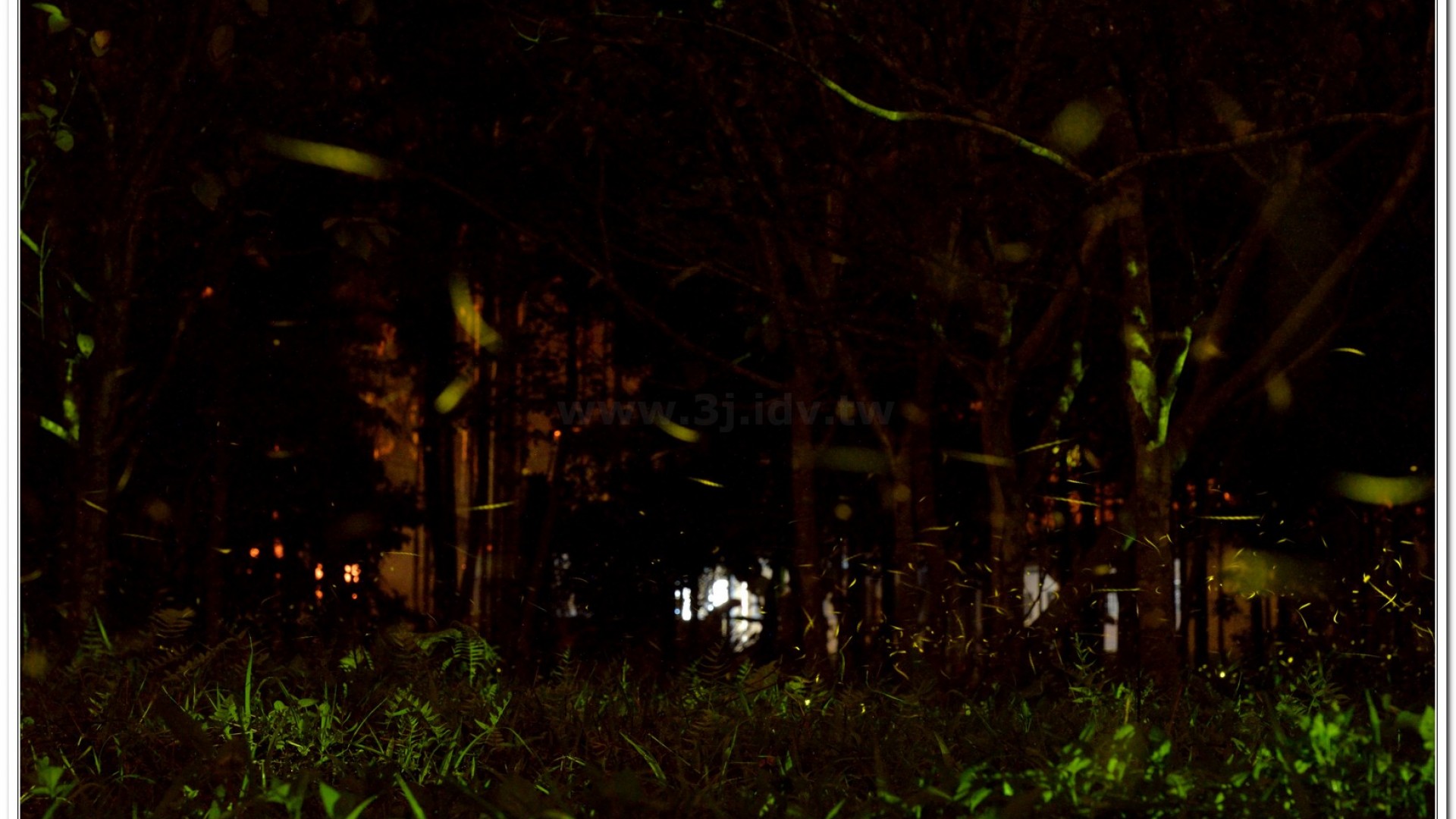 2014螢火蟲導覽現況