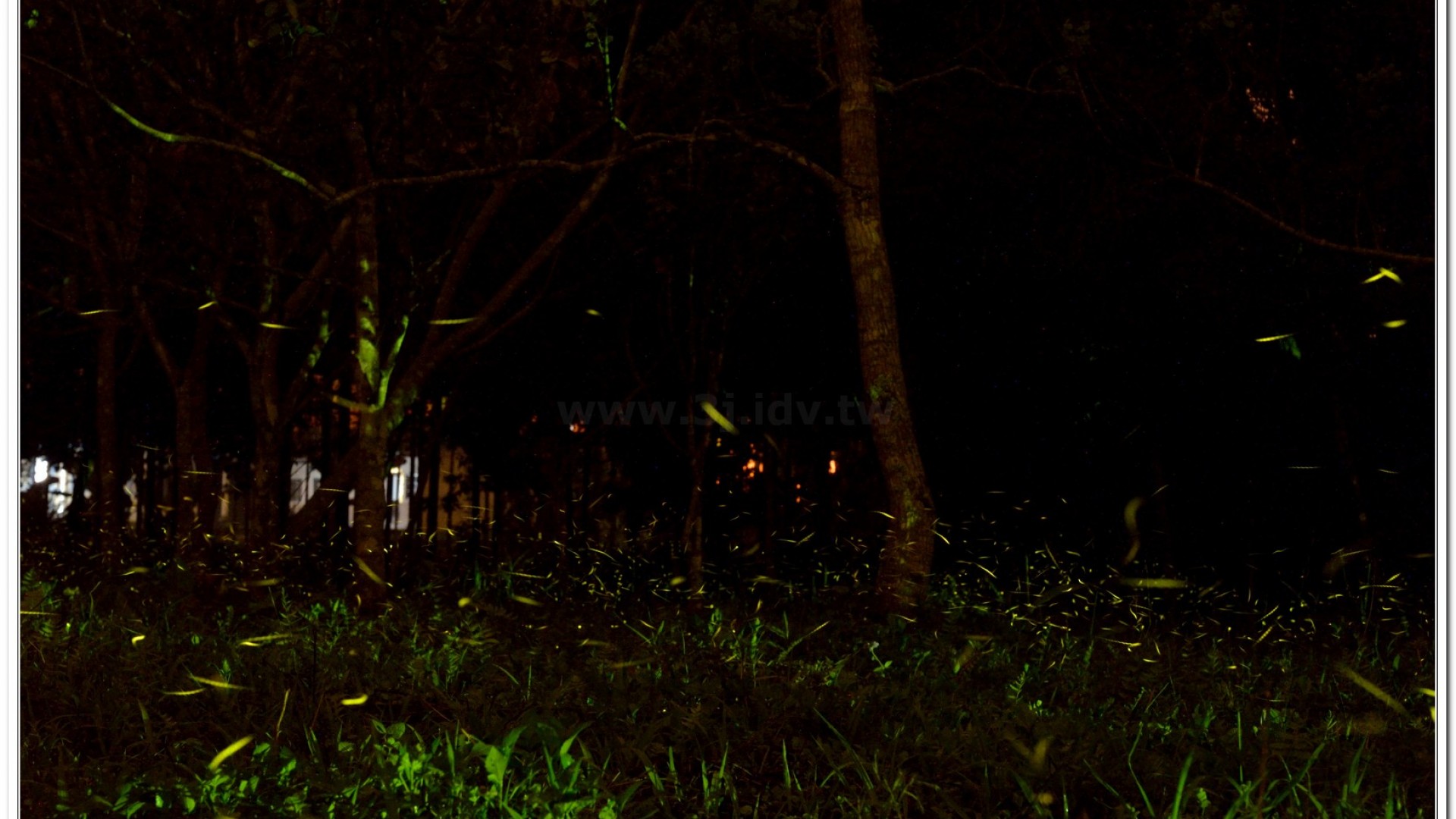 2014螢火蟲導覽現況