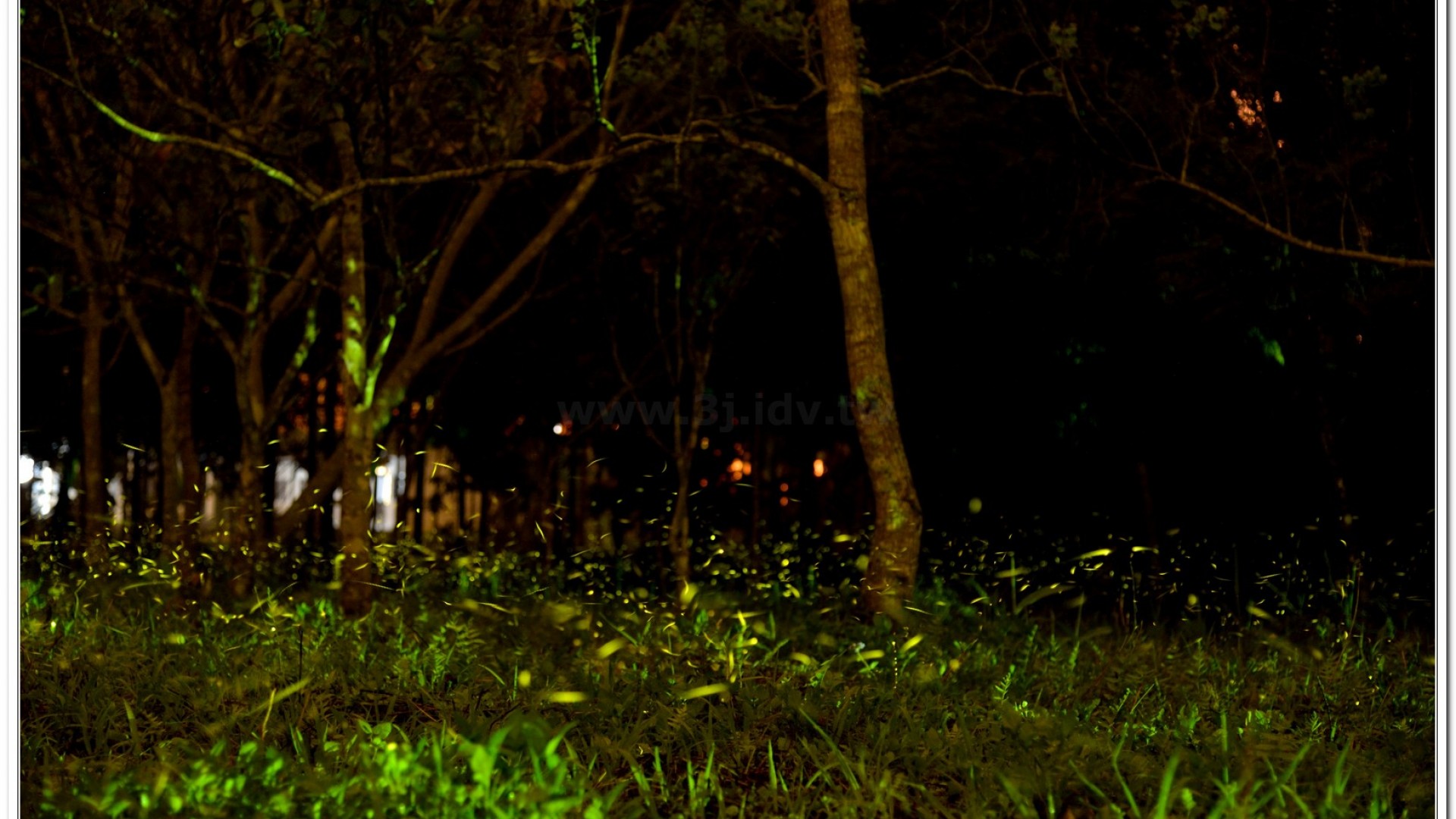 2014螢火蟲導覽現況