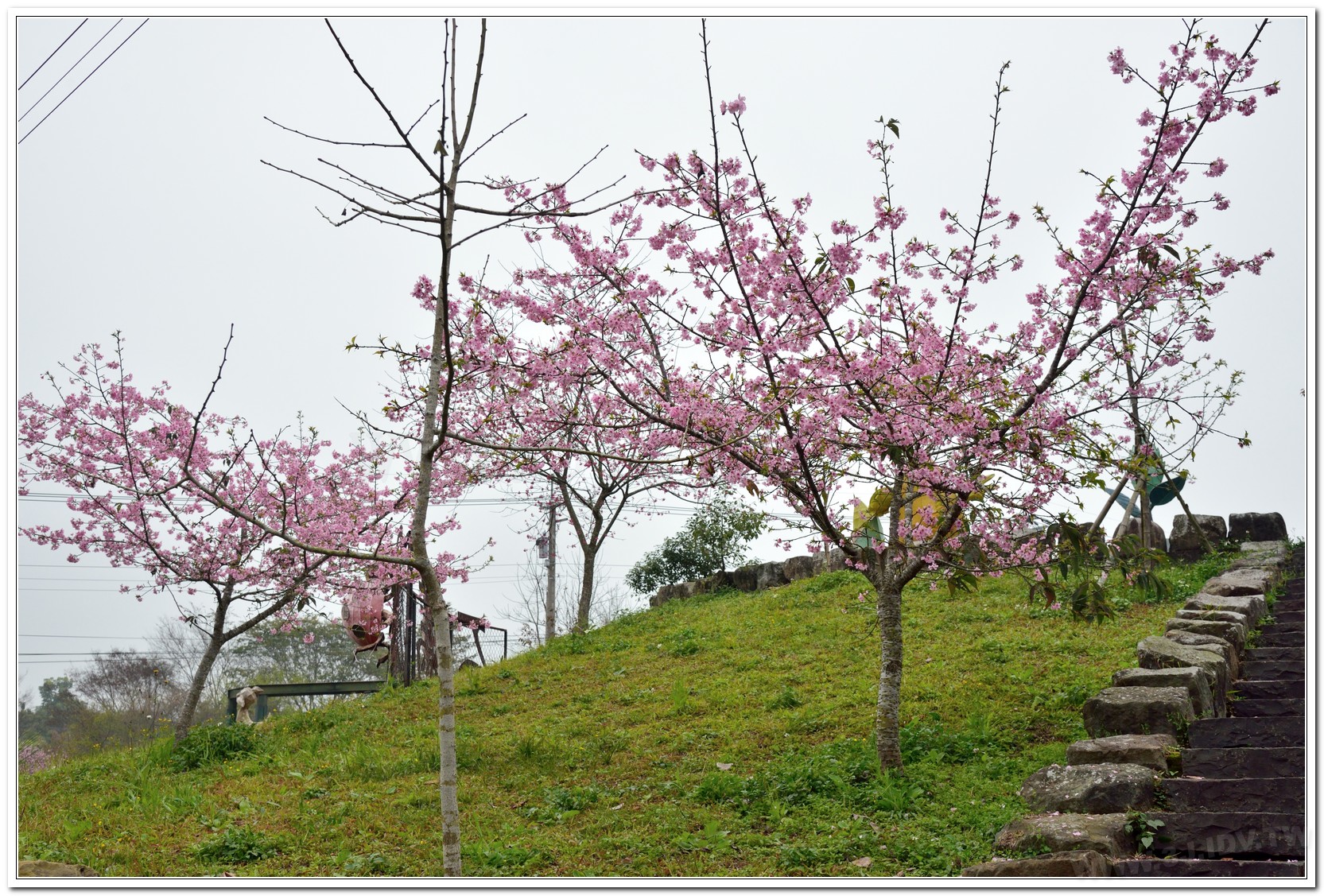 鹿谷櫻花A