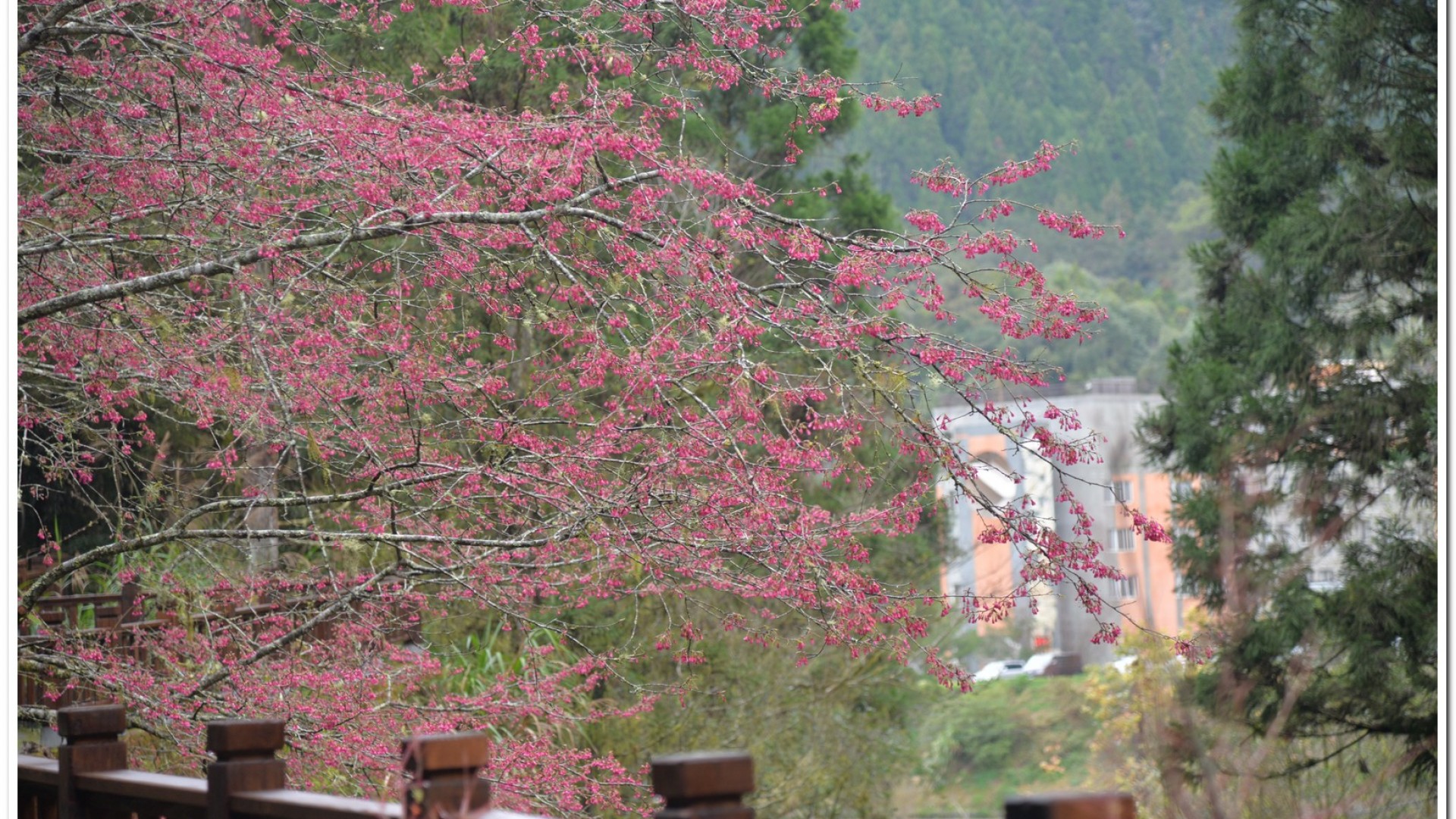 2016杉林溪鬱金香花季