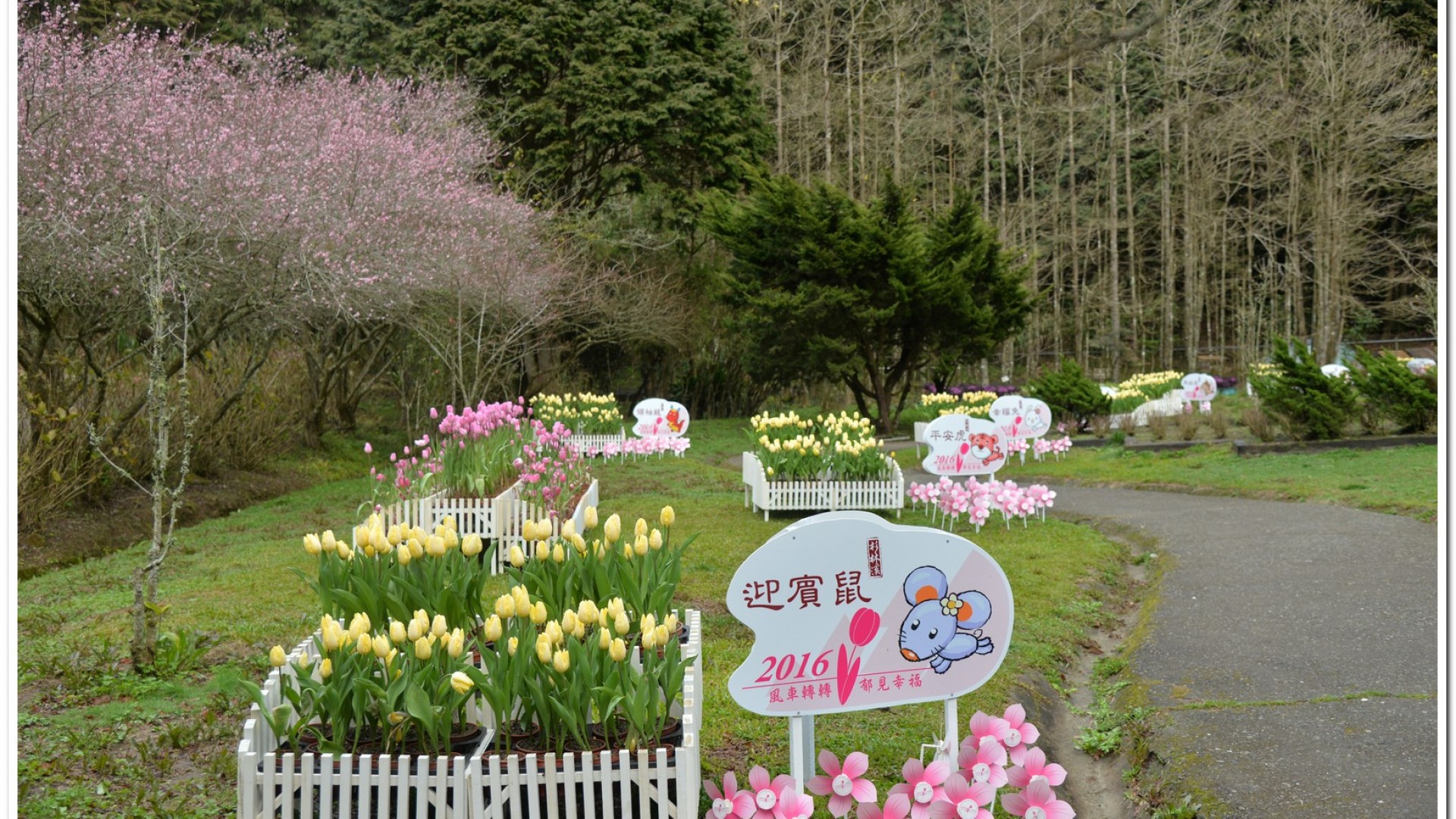 2016杉林溪鬱金香花季