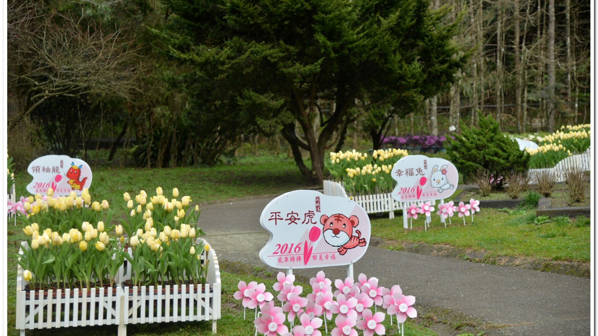 2016杉林溪鬱金香花季