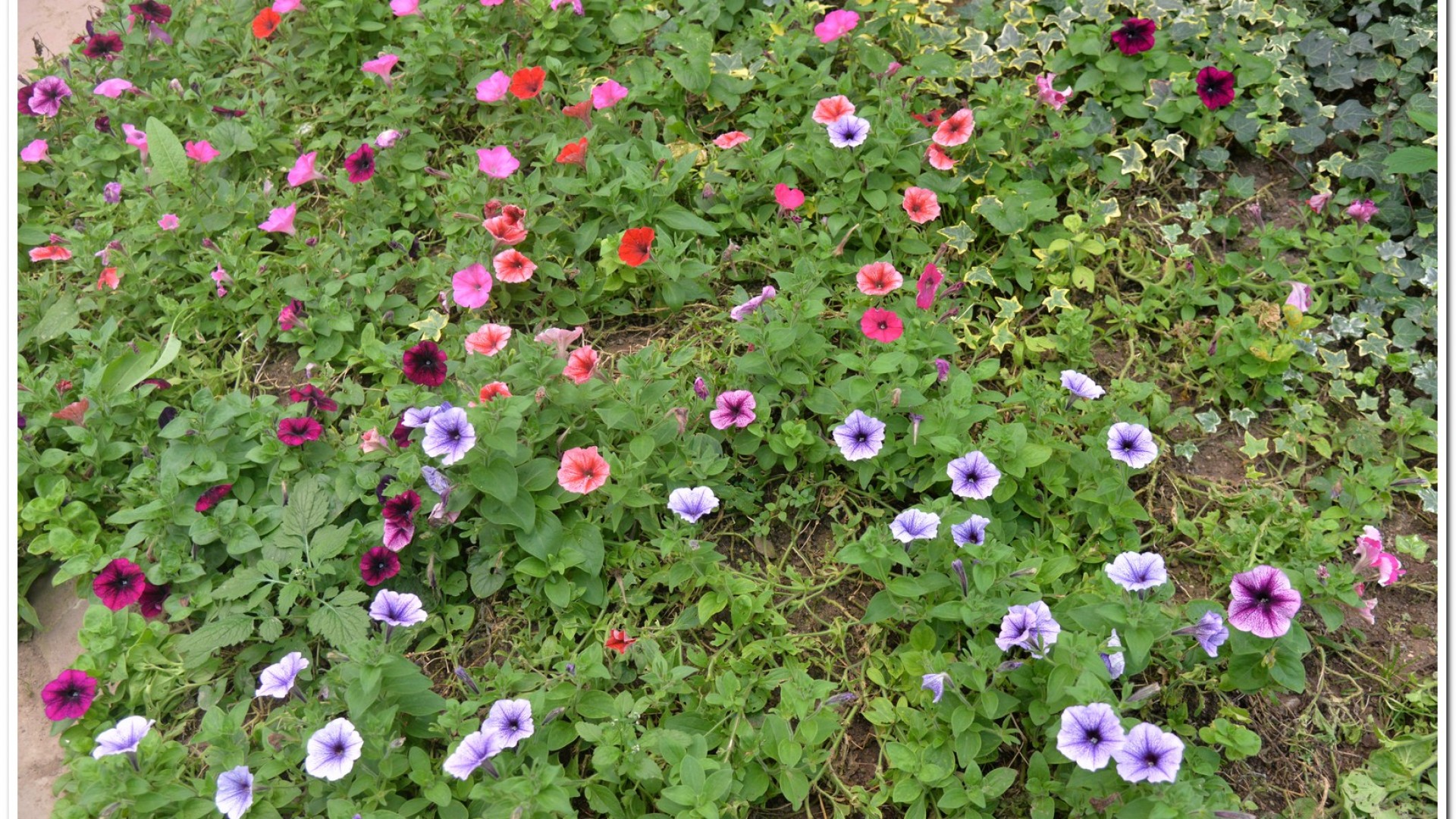 2016杉林溪鬱金香花季