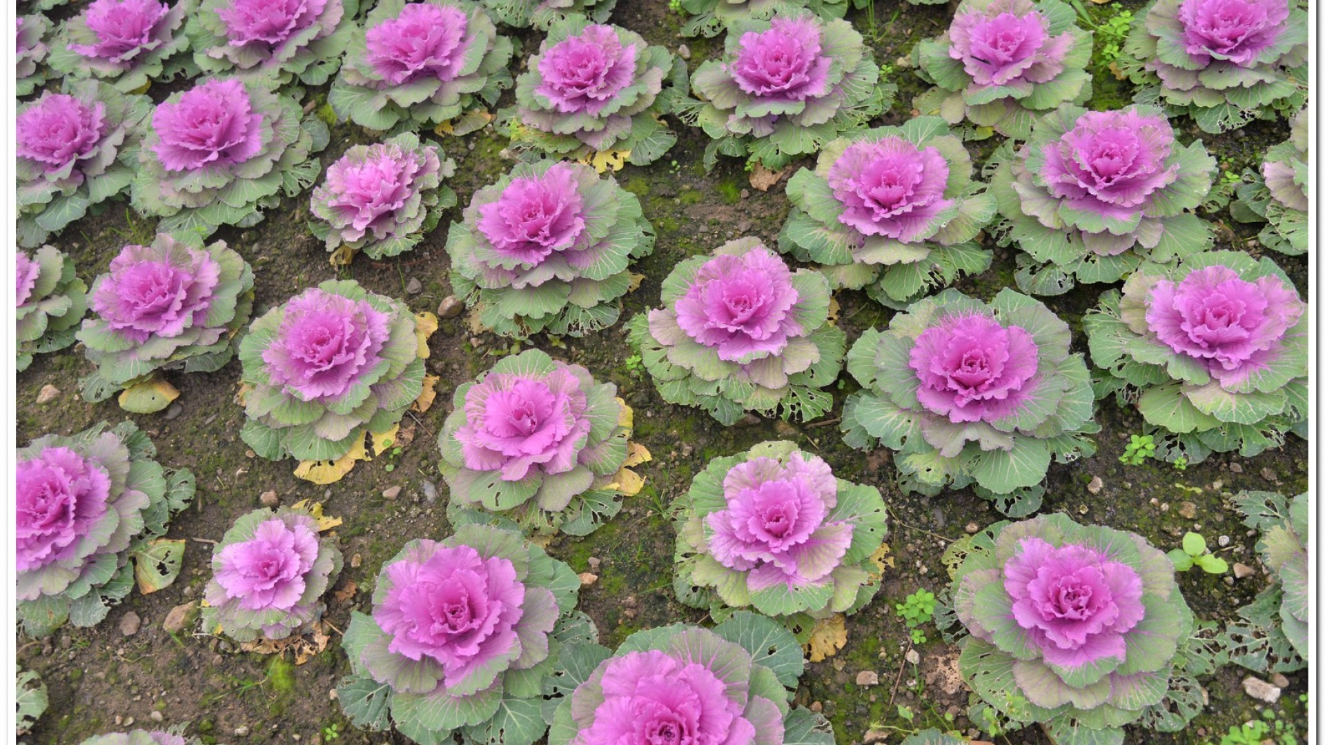 2016杉林溪鬱金香花季